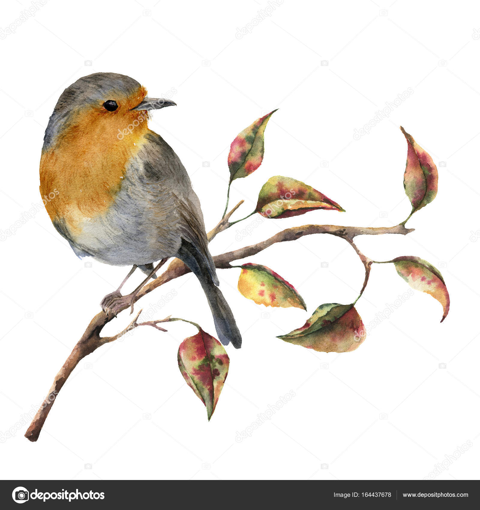 Watercolor robin sitting on tree branch with red and yellow leaves ...