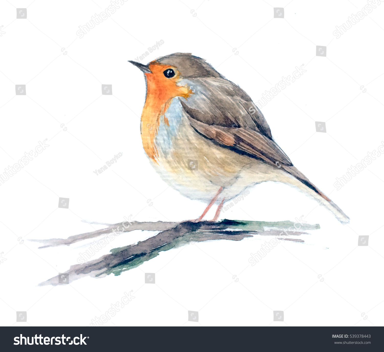 Robin Redbreast Bird On Branch European Stock Illustration 539378443 ...