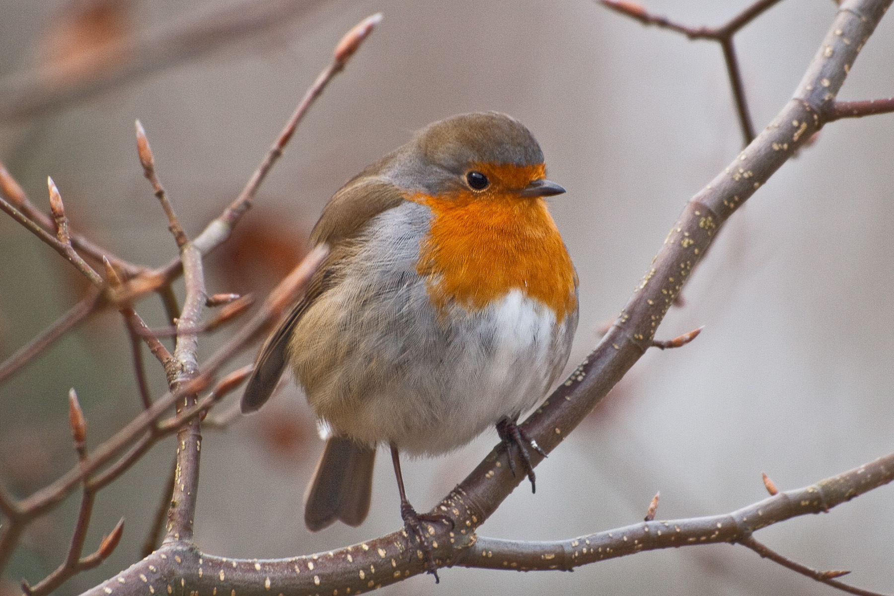 Robin in winter photo
