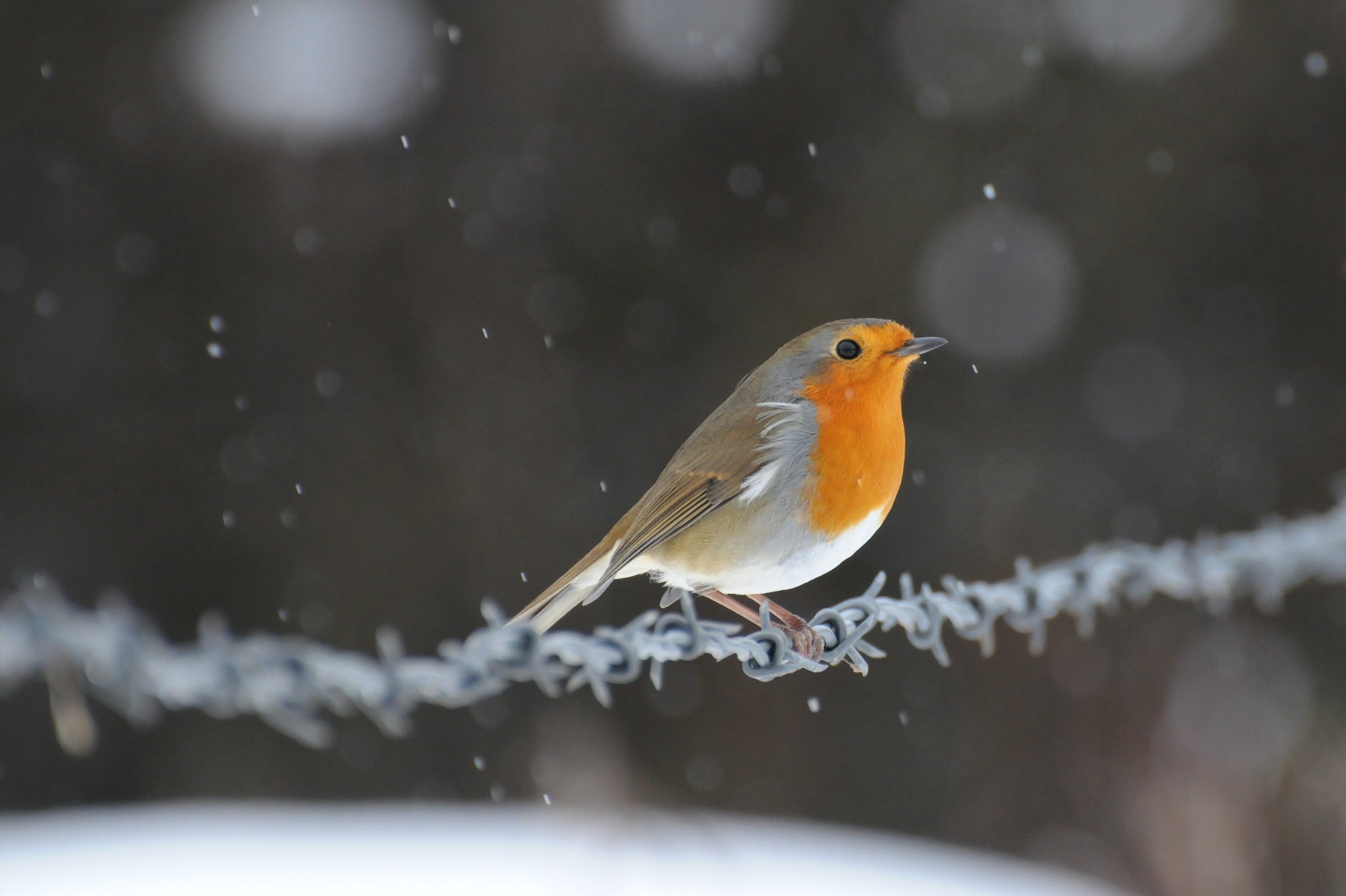 Birds: Snow Robin Winter Image Of Birds In Flight for HD 16:9 High ...