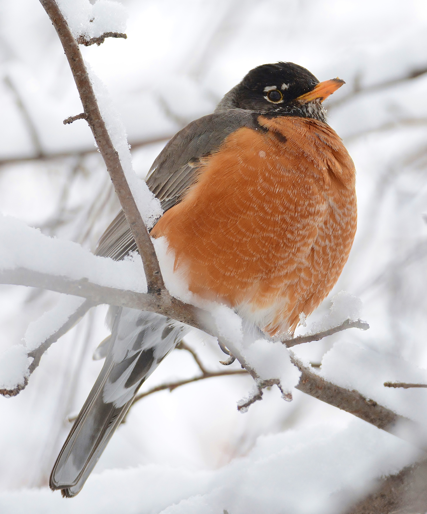 Solving the mystery of why huge flocks of robins are spending winter ...