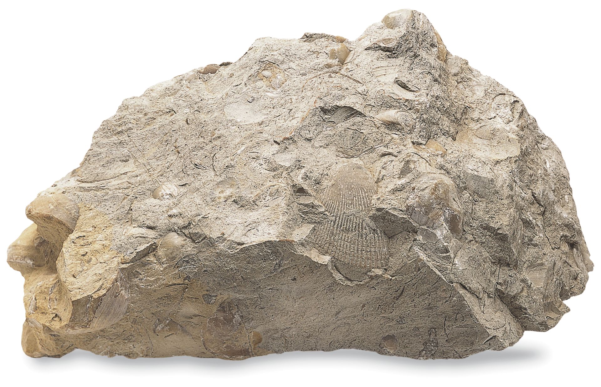 Sedimentary Rocks | Types Of Sedimentary Rocks | DK Find Out