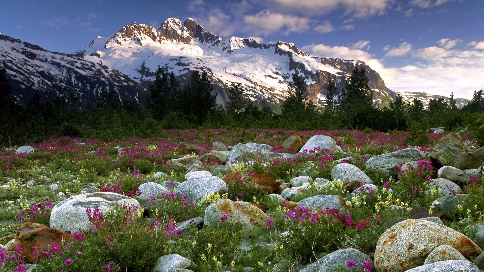 Nature Colors Mountains Flower Snow Mountain Beautiful Pines Pine ...
