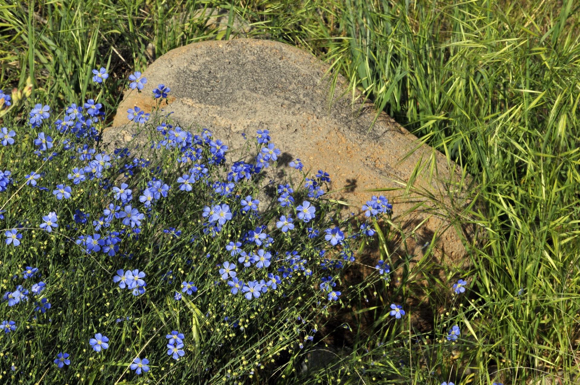 Blue Flowers And A Rock Free Stock Photo - Public Domain Pictures