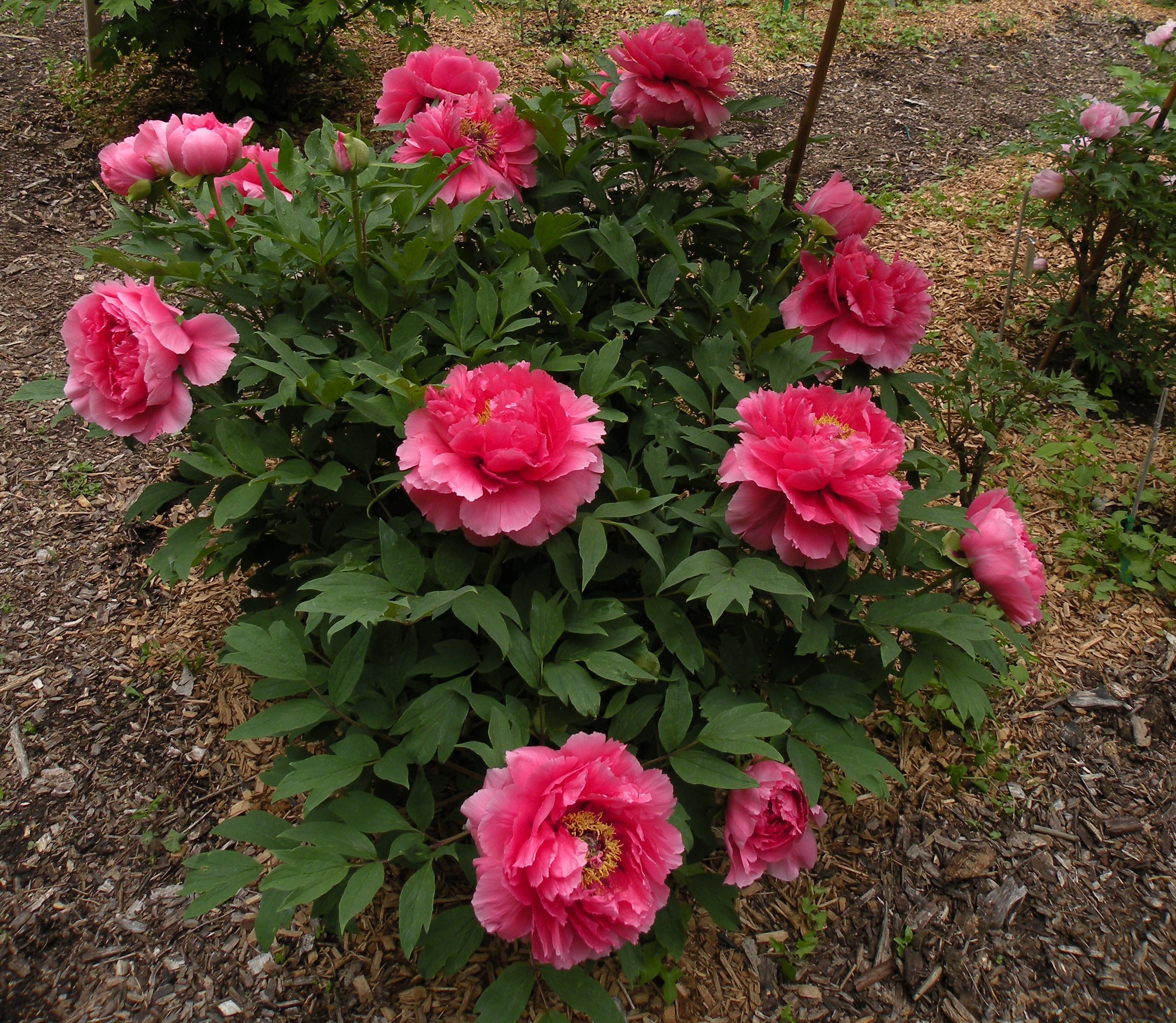 Peony Growth Habits: a peony for every place | crickethillgarden