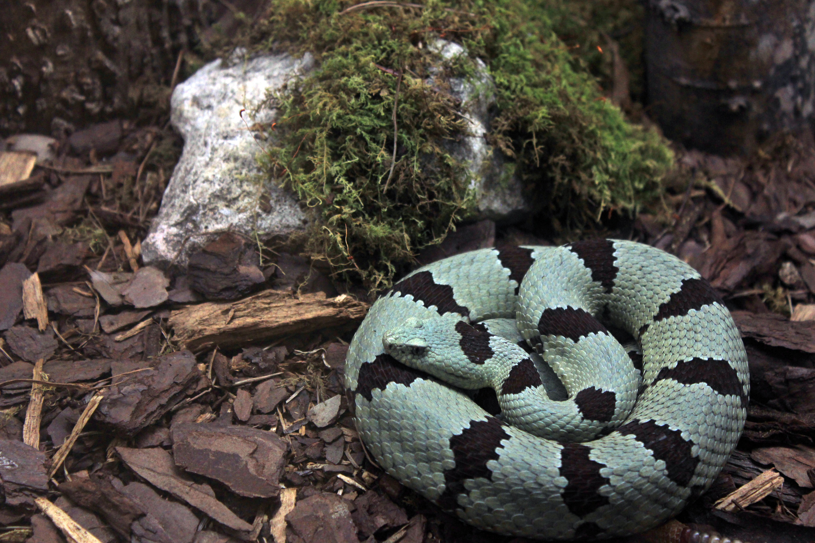 File:Gfp-banded-rock-rattlesnake.jpg - Wikimedia Commons