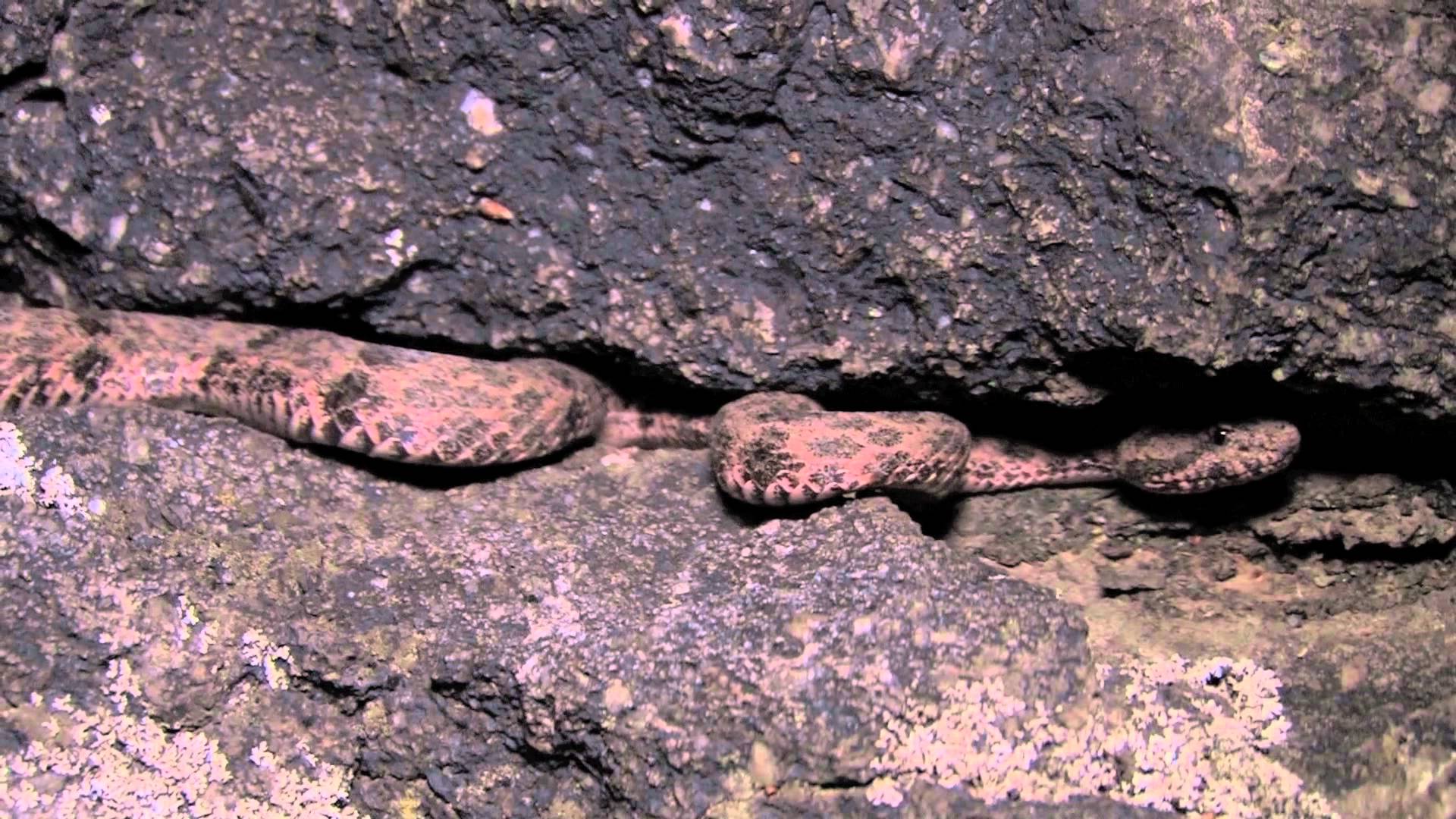 Mottled Rock Rattlesnake - YouTube