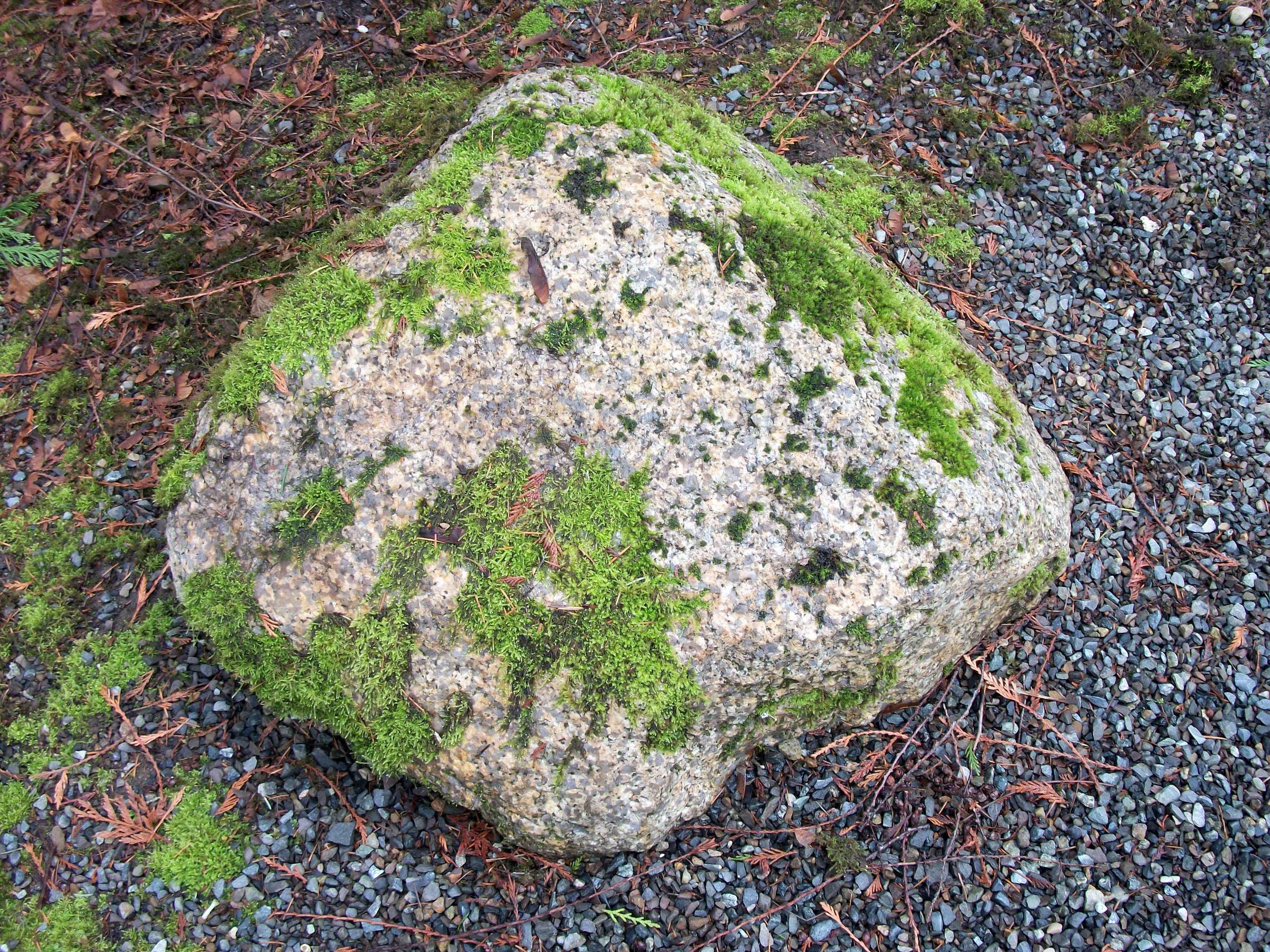 Rock with mossy growth 1 photo