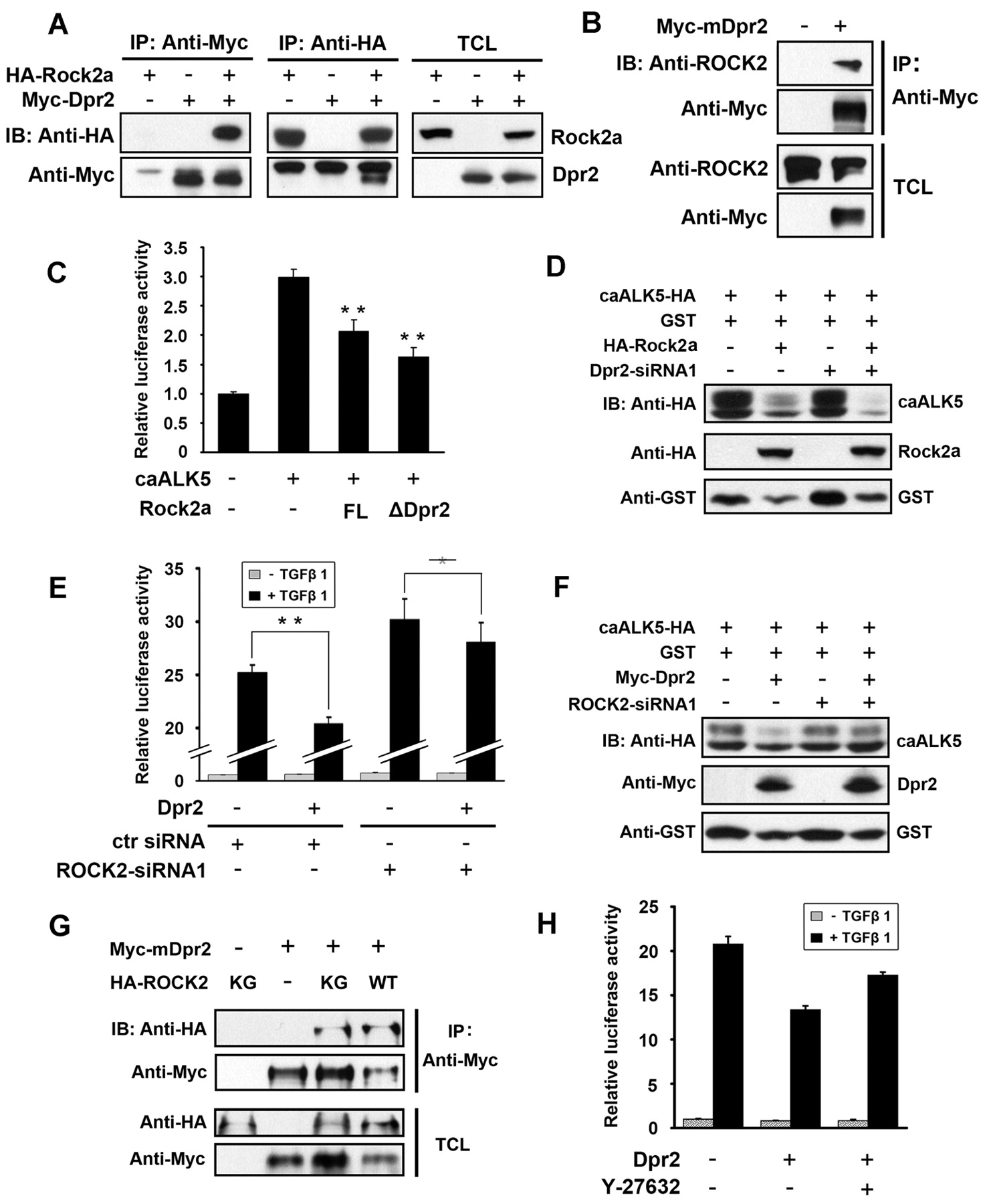 Rock2 controls TGFβ signaling and inhibits mesoderm induction in ...