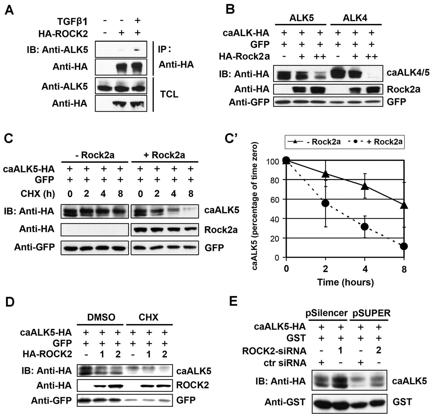 Rock2 controls TGFβ signaling and inhibits mesoderm induction in ...