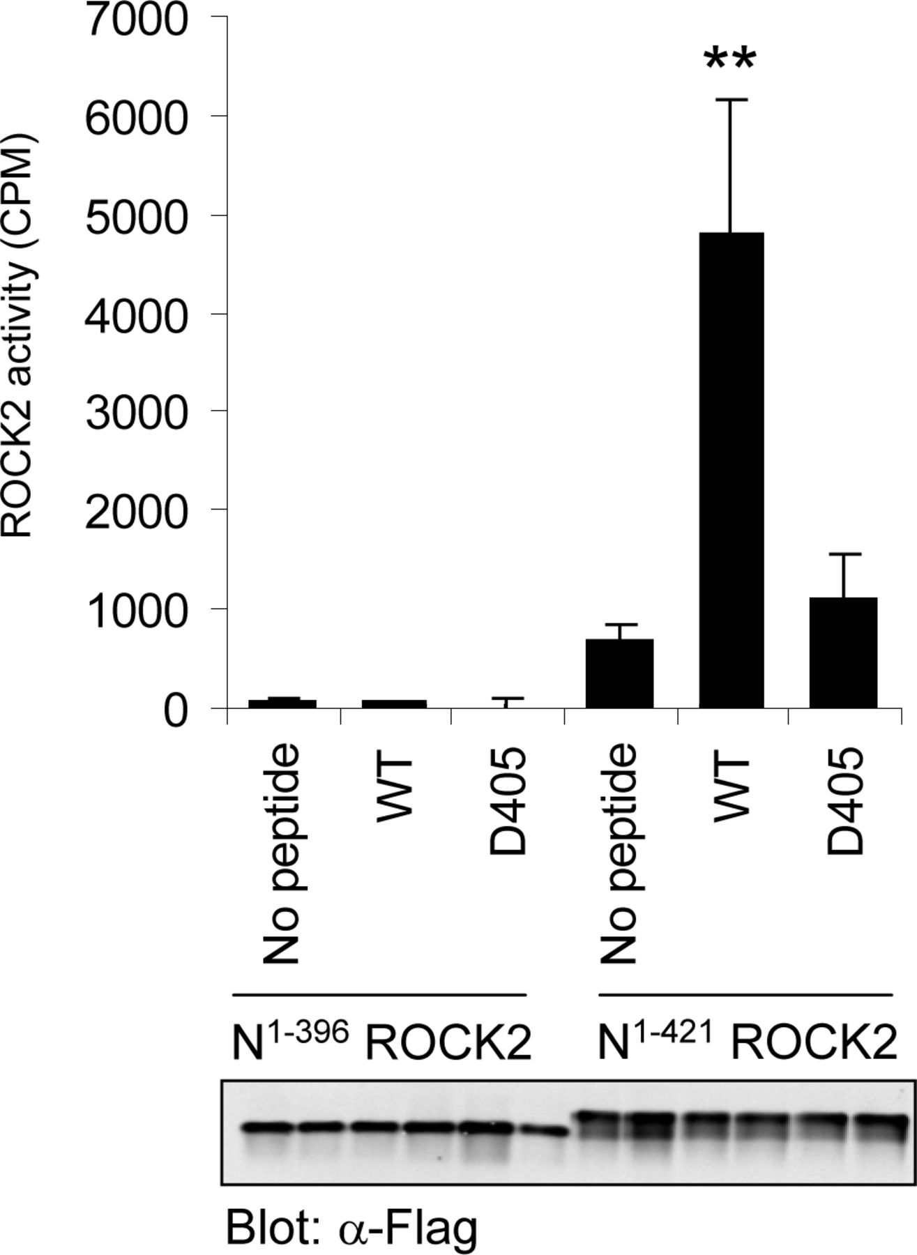 The hydrophobic motif of ROCK2 requires association with the N ...
