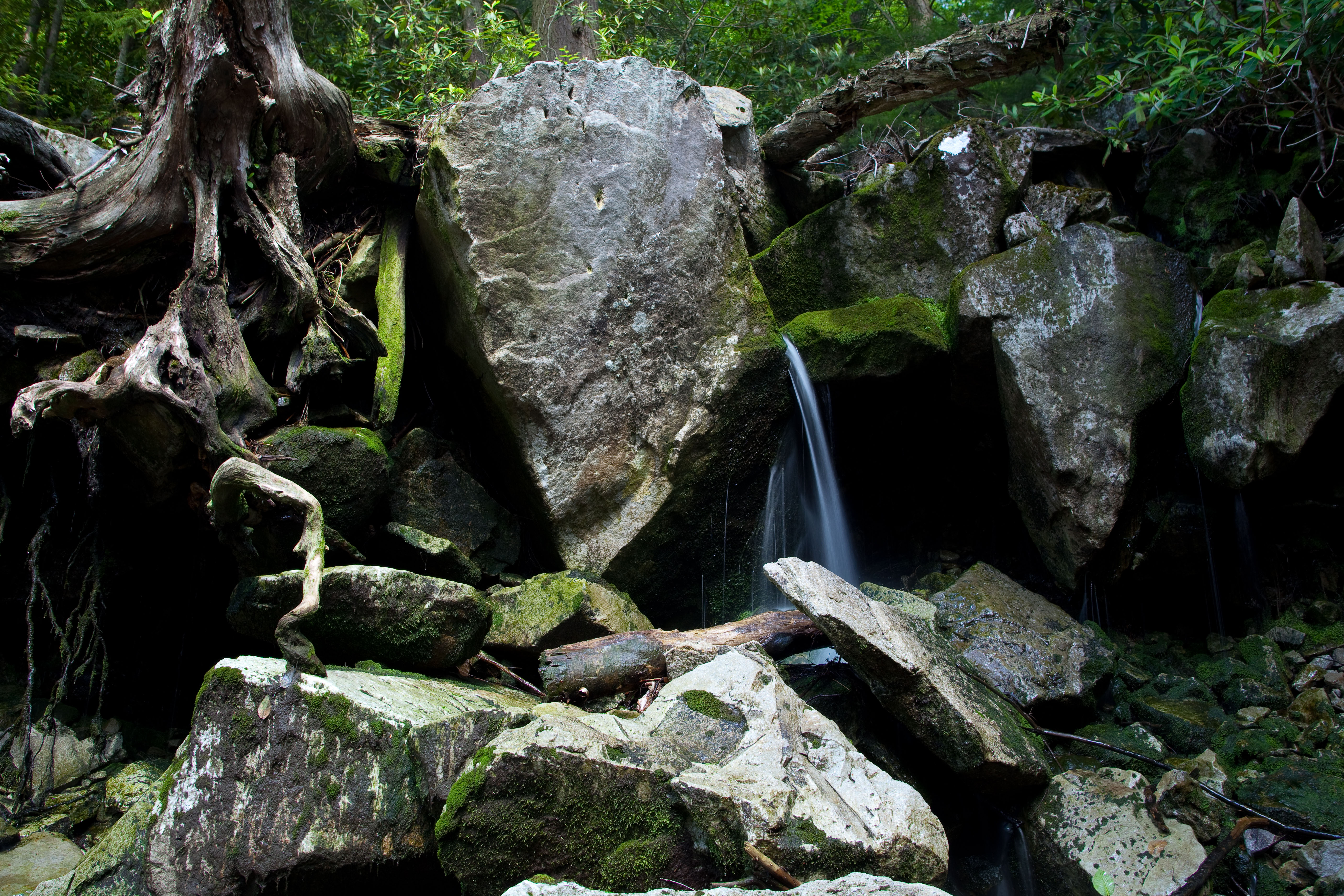 File:Rocks-tree-roots-spring-forest - West Virginia - ForestWander ...