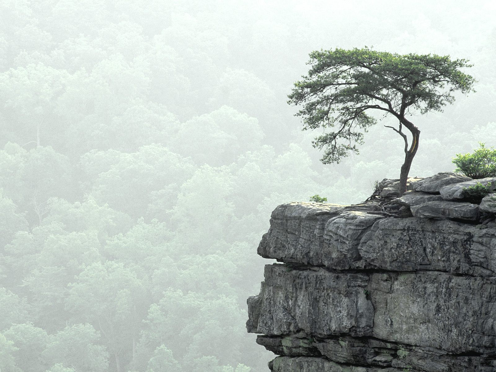 Lonely Tree | Free Desktop Wallpapers for Widescreen, HD and Mobile
