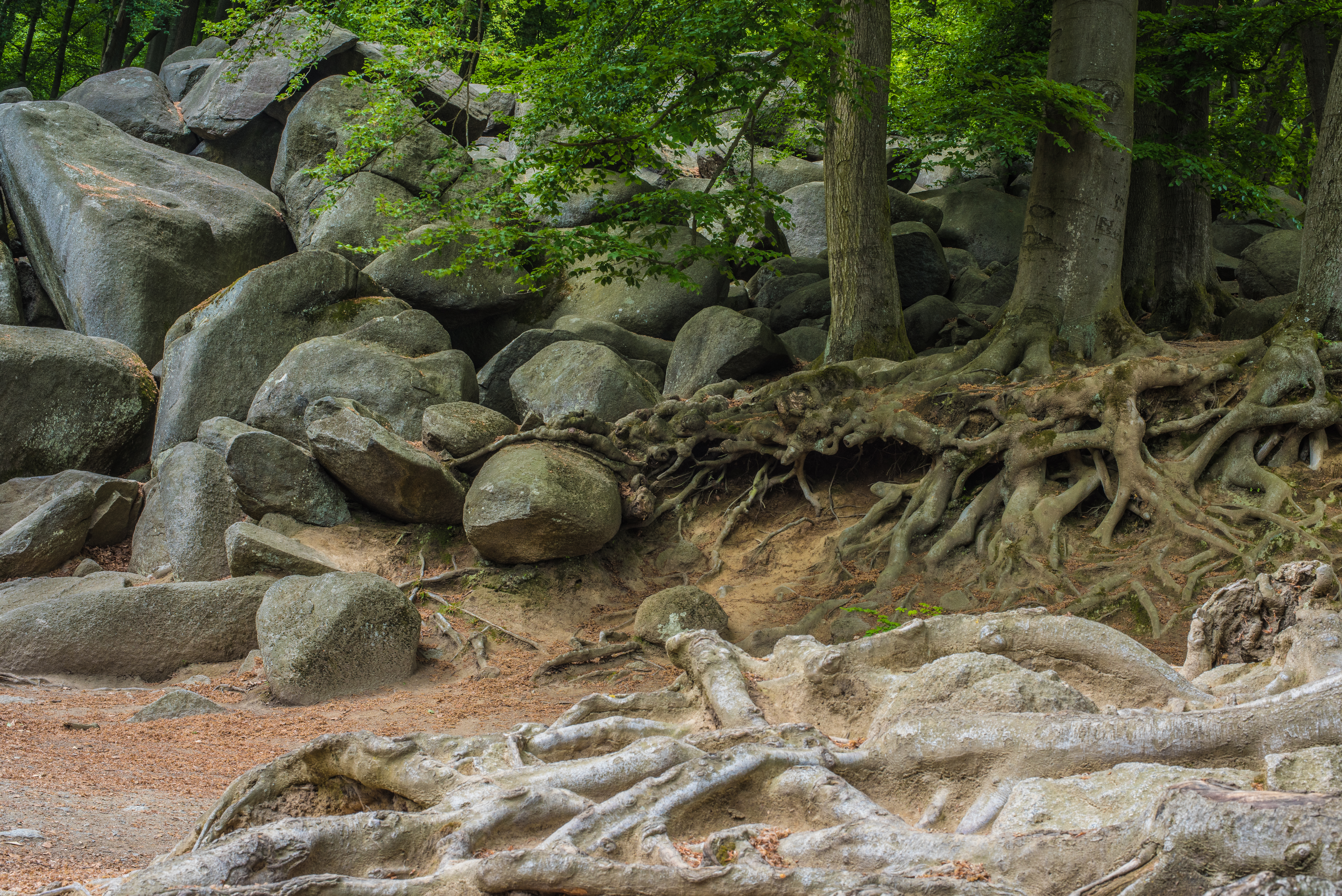 File:Rocks and tree roots.jpg - Wikimedia Commons