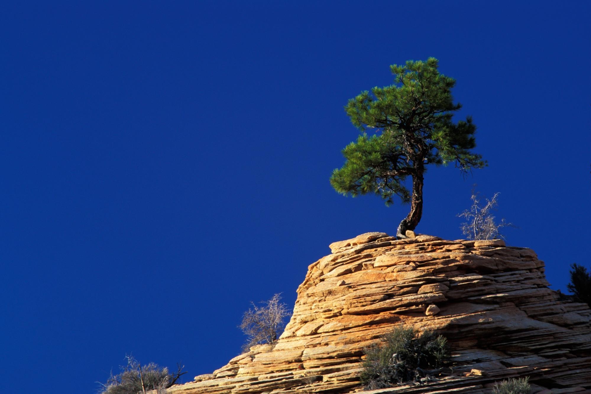 Free photo: Rocks And Tree - Boulder, Clouds, Daylight - Free Download - Jooinn