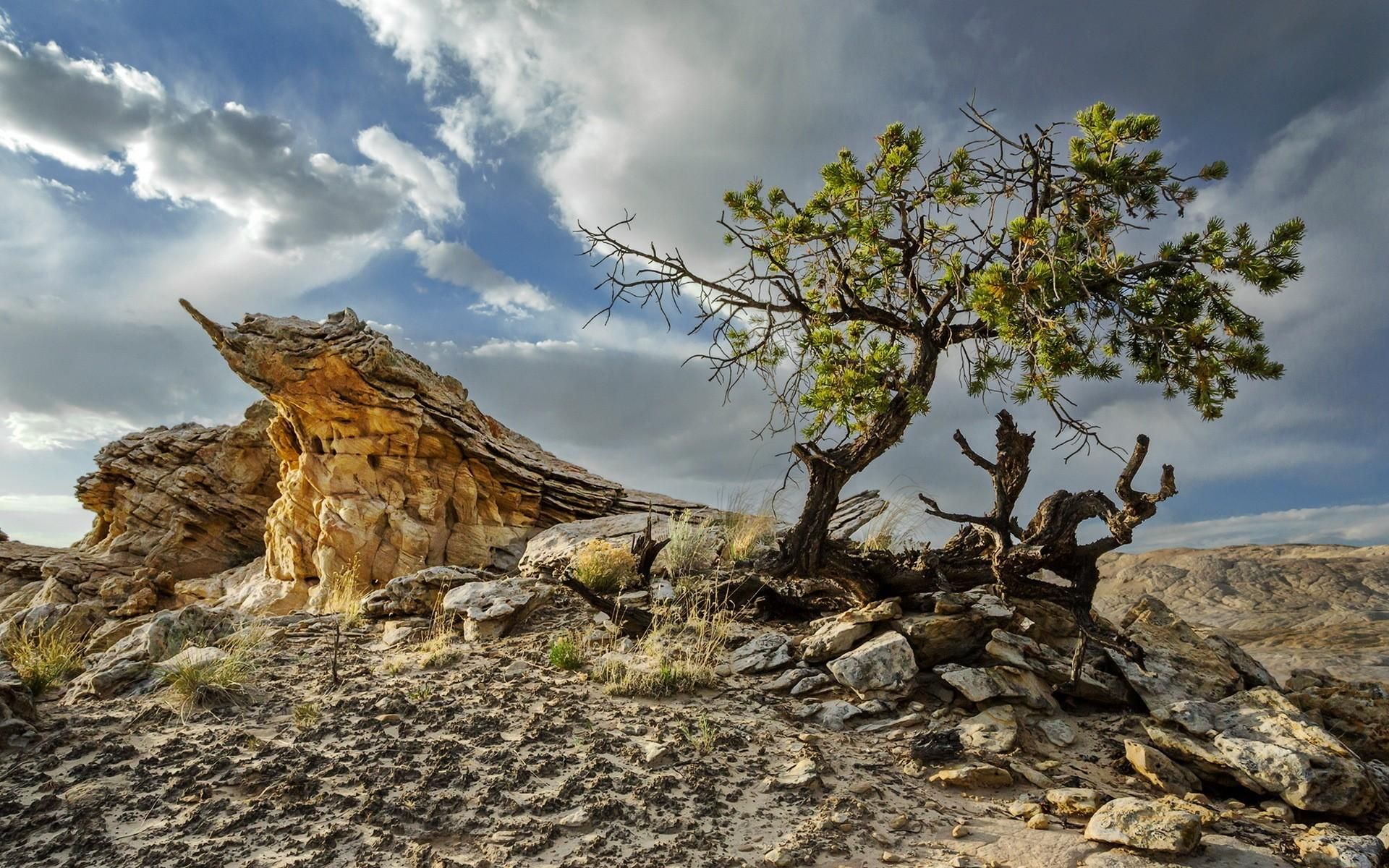 Rocks Tree On A Desert Hill | Lone Trees | Pinterest