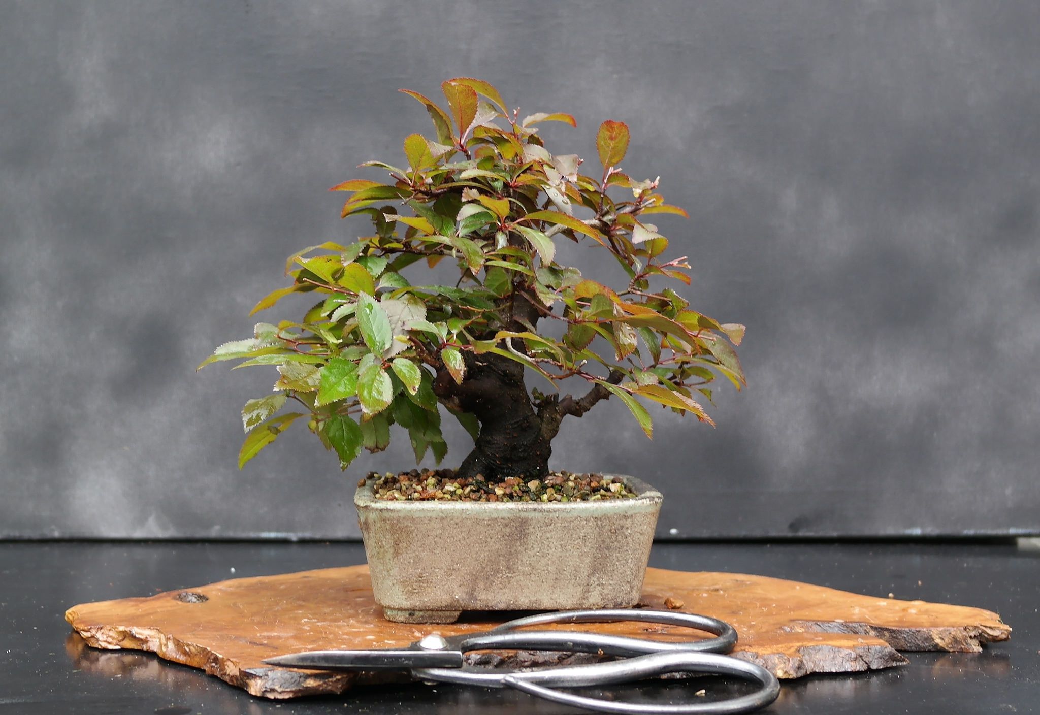 How To Start A Bonsai Tree – Learn Your Way To Awesome | Bonsai ...