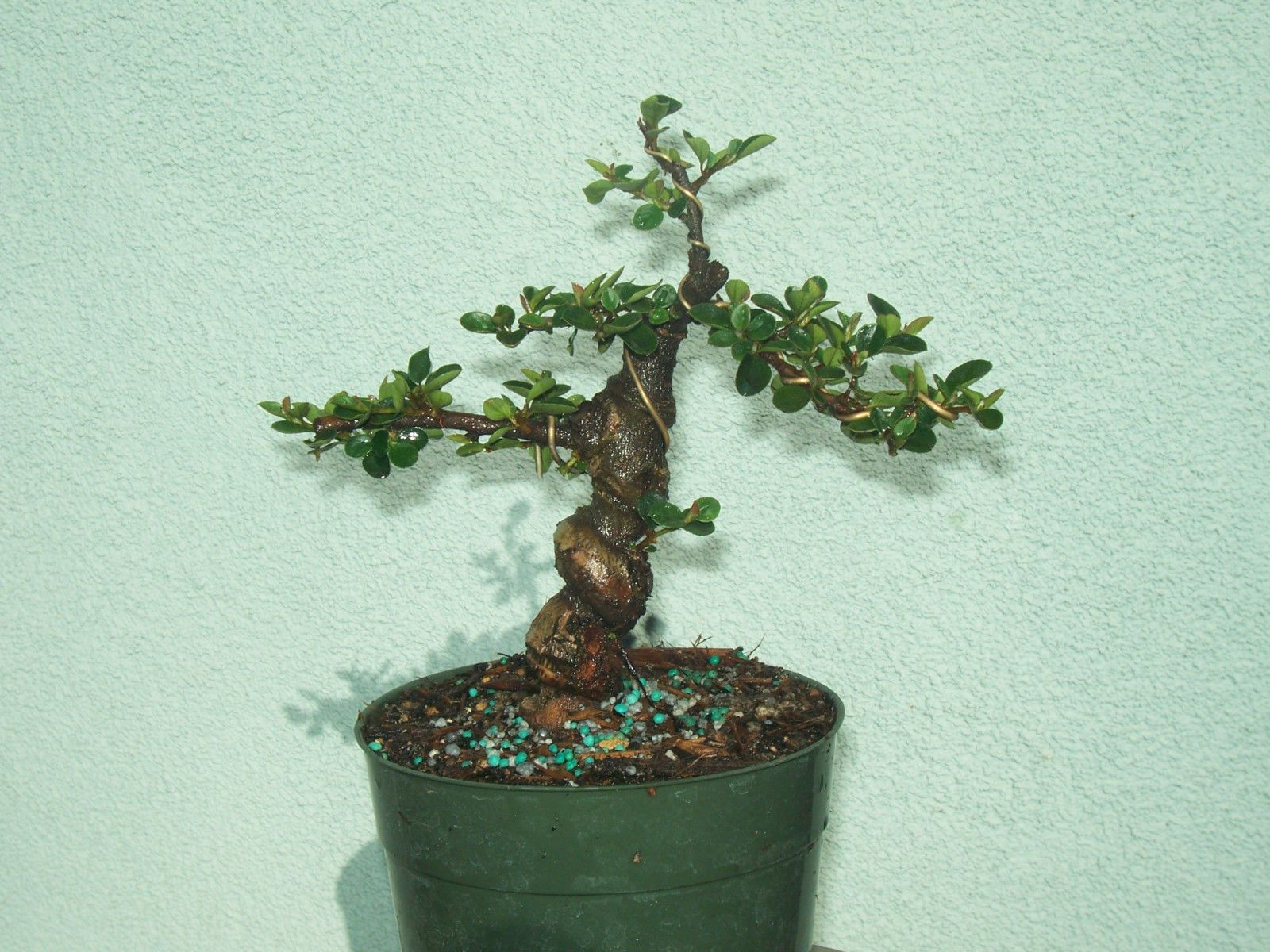 Cotoneaster bonsai stock(7cot530)Nice twisted trunk,branching,shohin ...