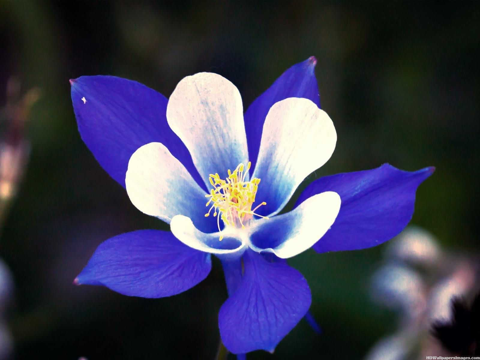 Rocky Mountain Columbine Blue Flower Images | HD Wallpapers Images ...