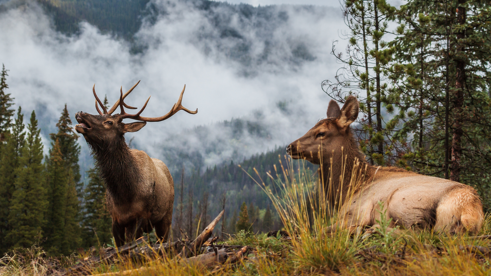 Rocky Mountain Elk | Images | Colorado Encyclopedia