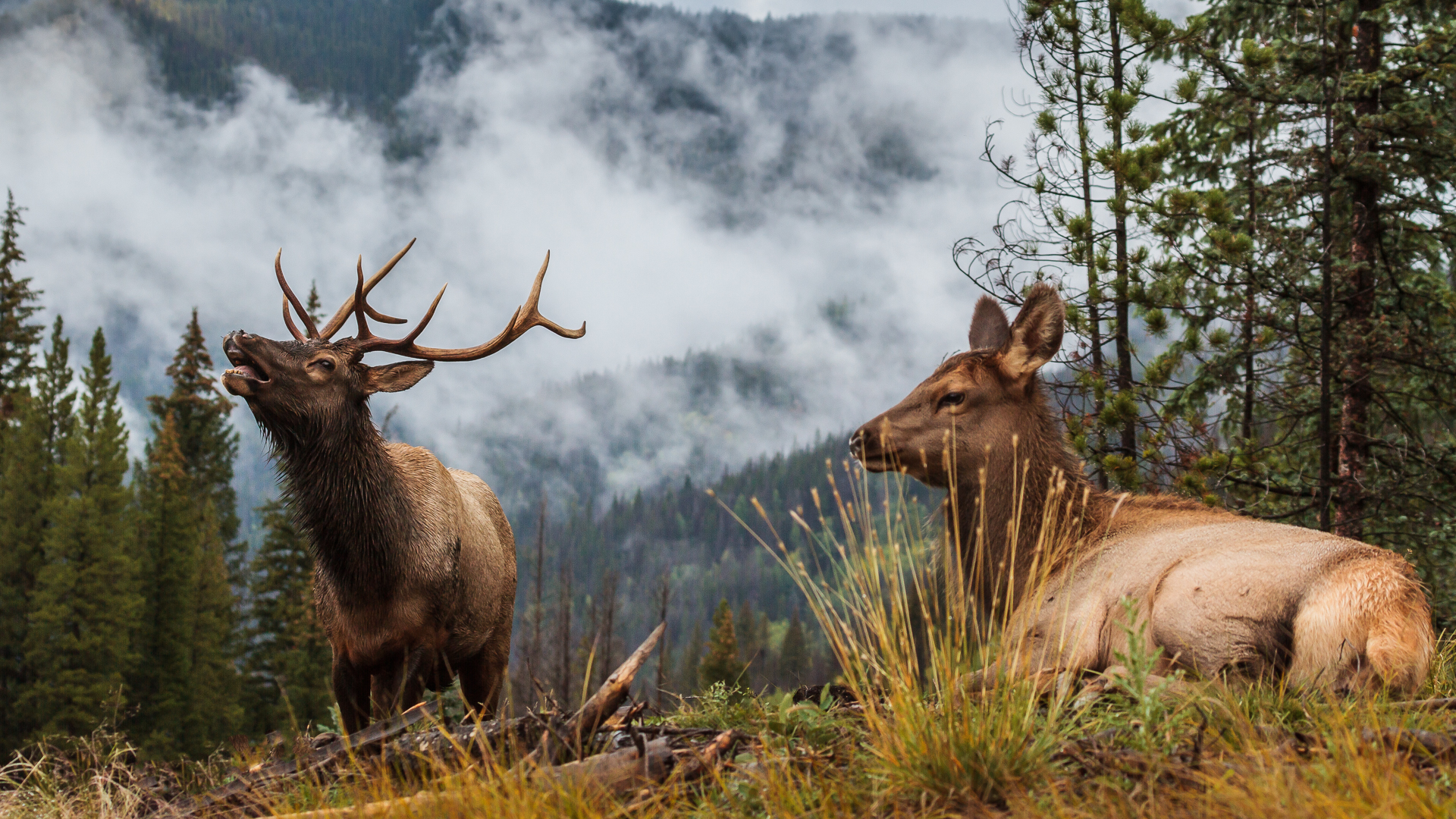 pictures of rocky mountain elk