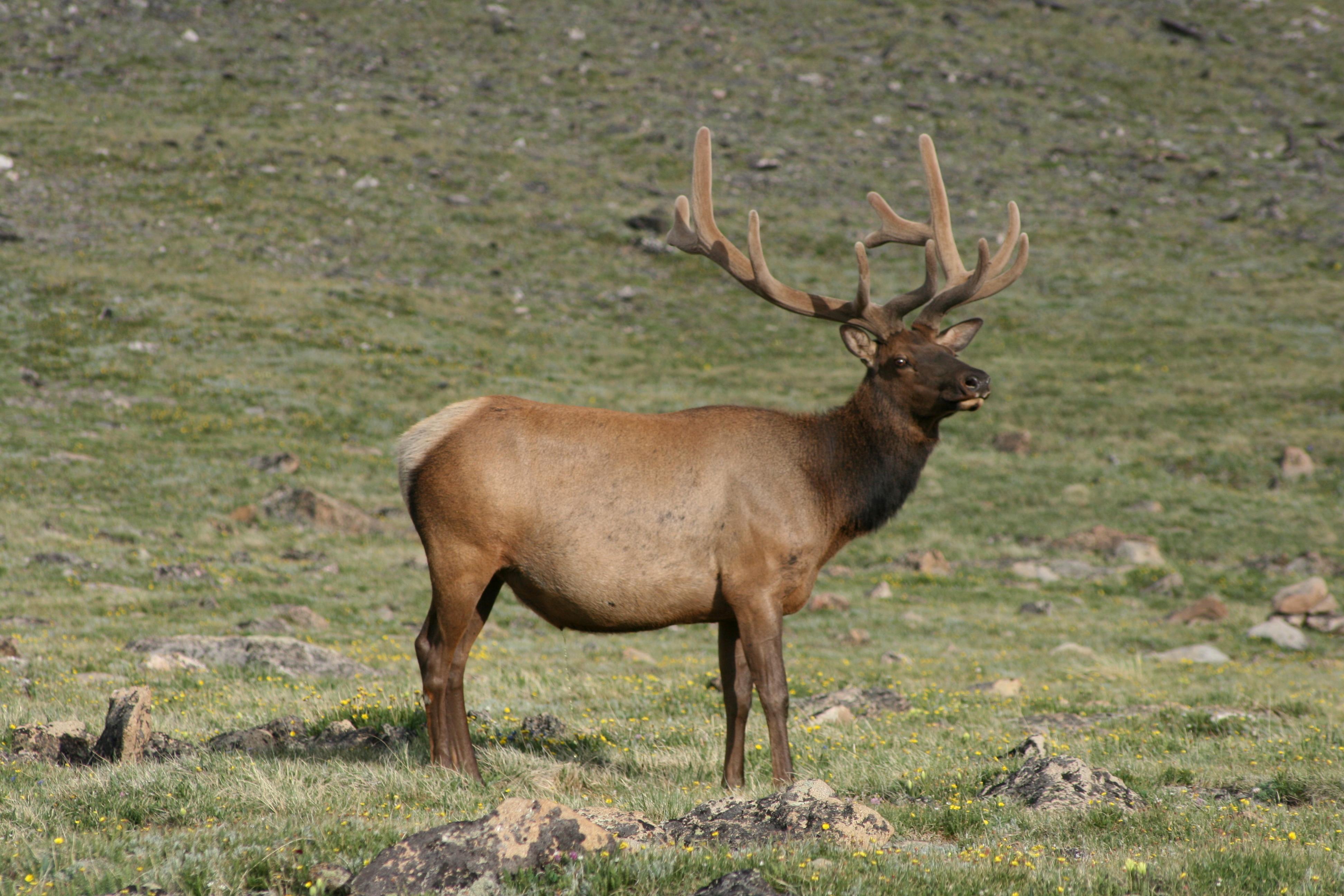 Rocky Mountain Elk : Photos, Diagrams & Topos : SummitPost