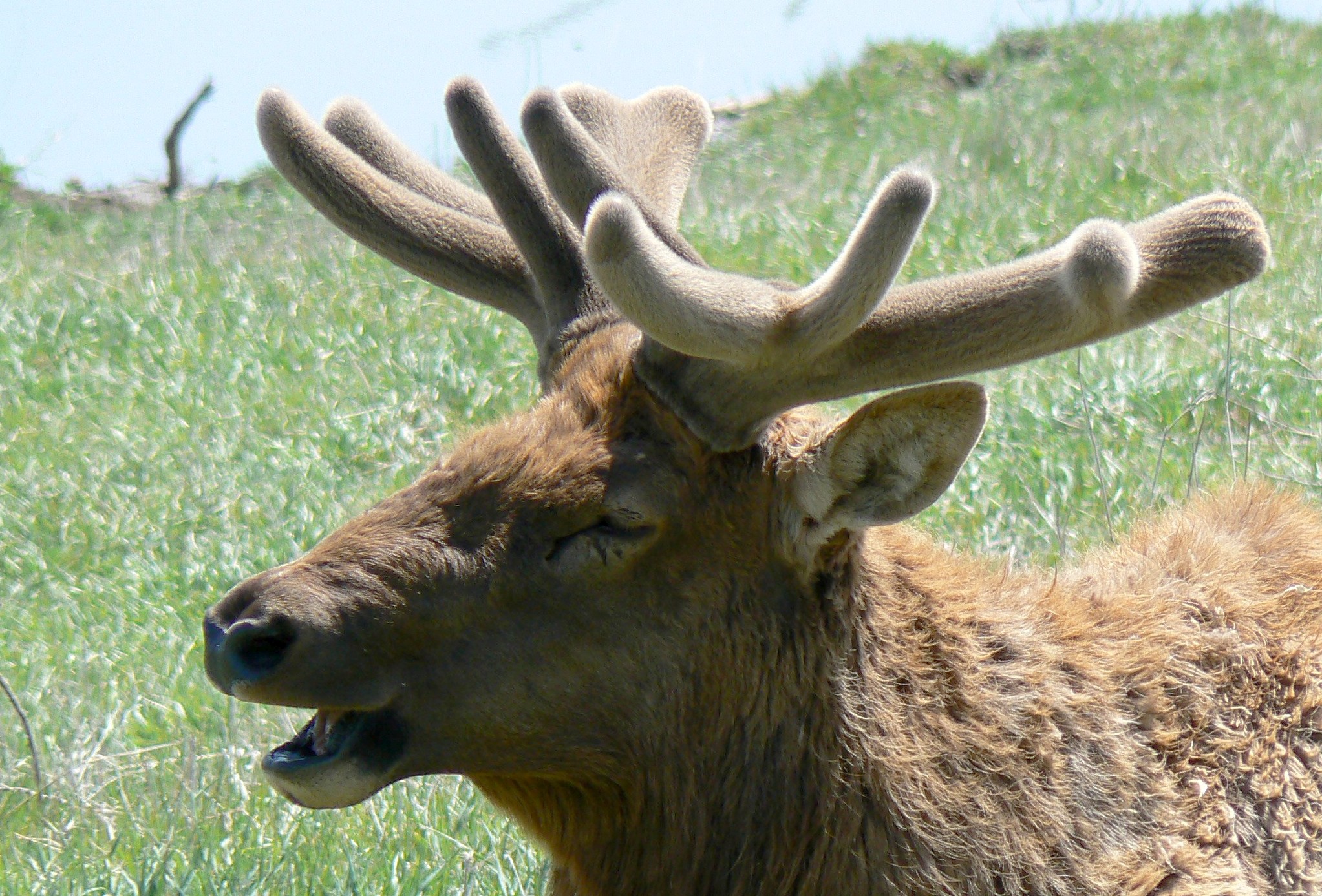 File:Rocky Mountain Elk with antlers in velvet.jpg - Wikimedia Commons