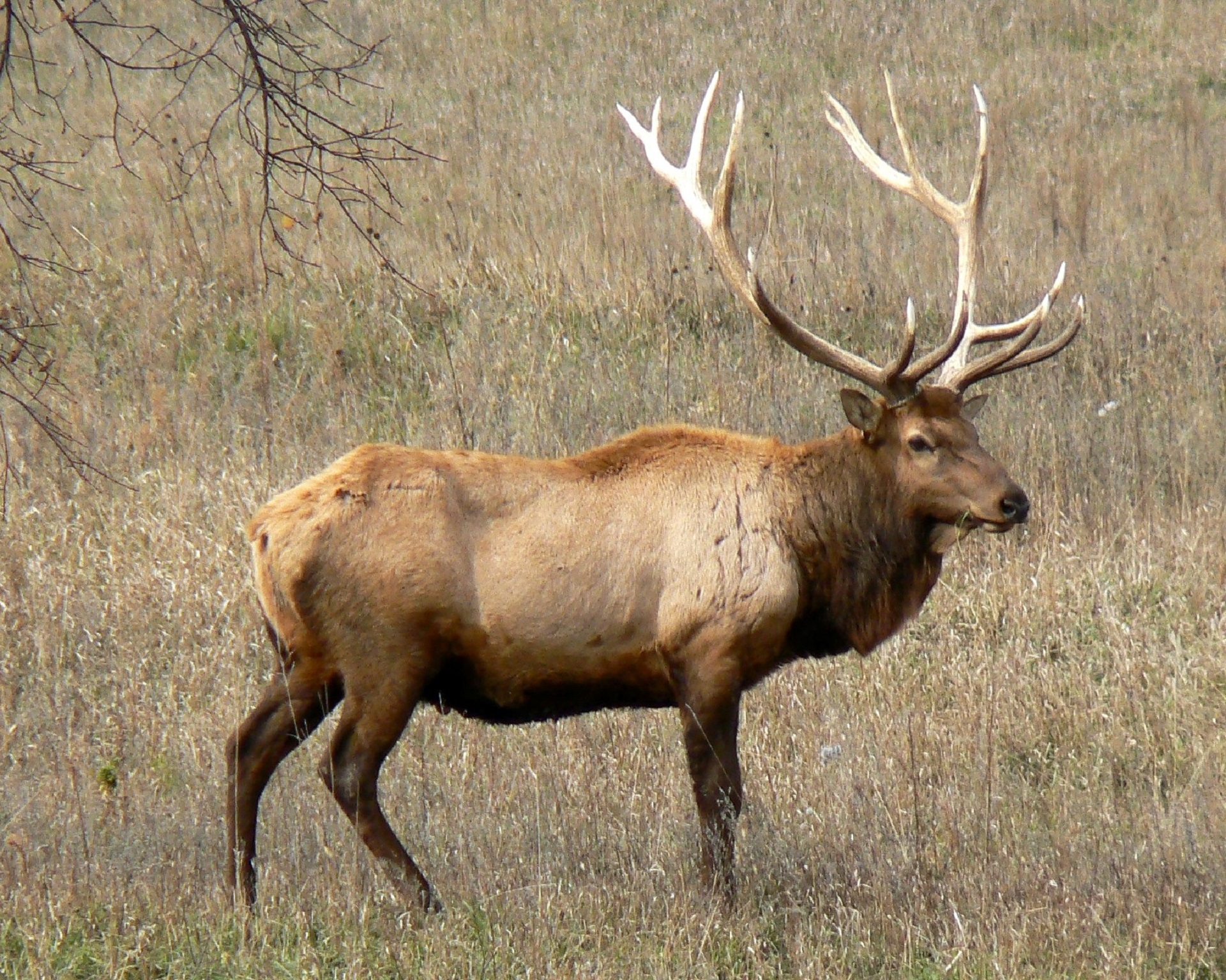 Rocky Mountain Elk, Animal, Elk, Horn, Nature, HQ Photo