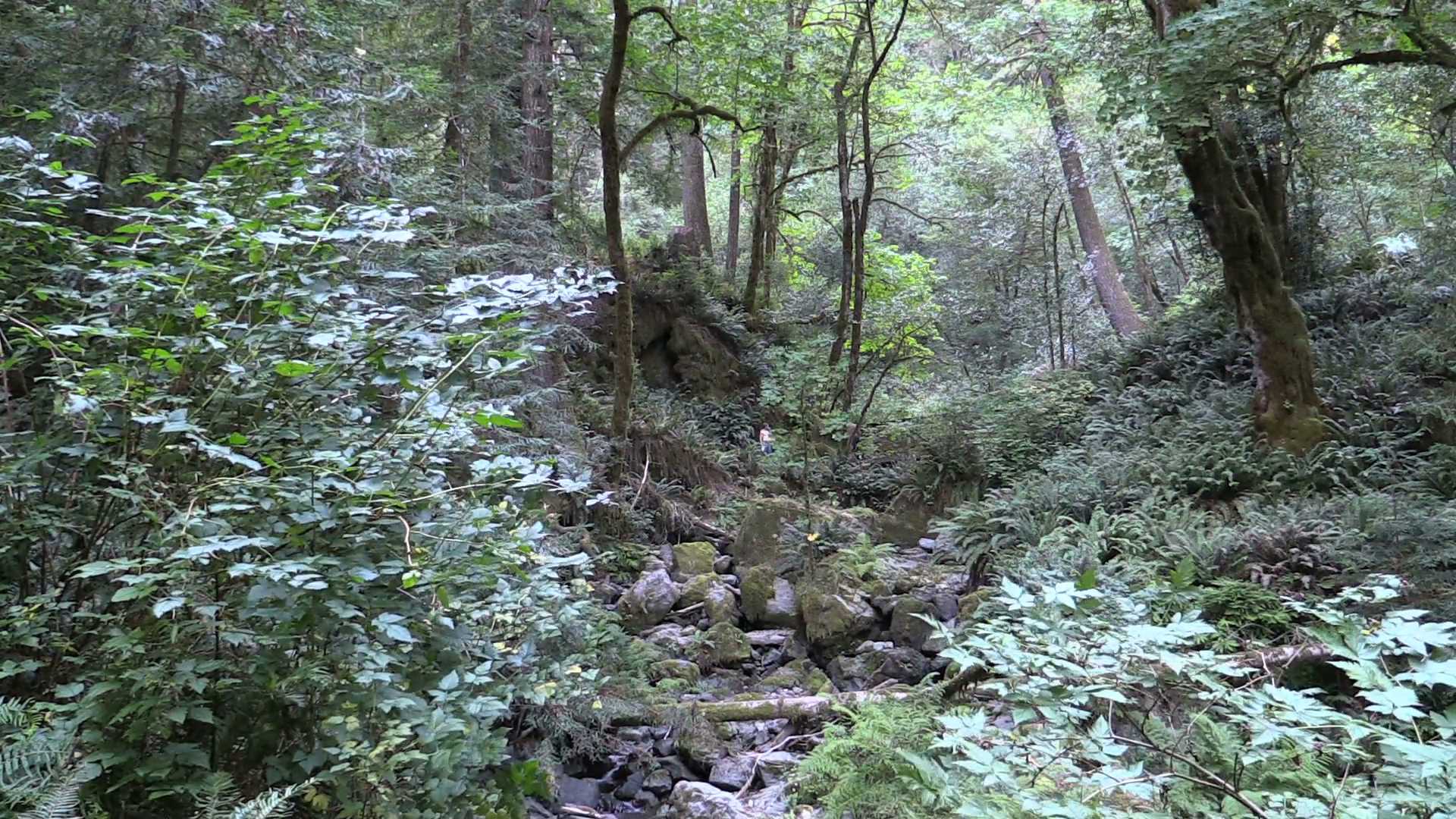 Rocky Pathway at State Park Stock Video Footage - VideoBlocks
