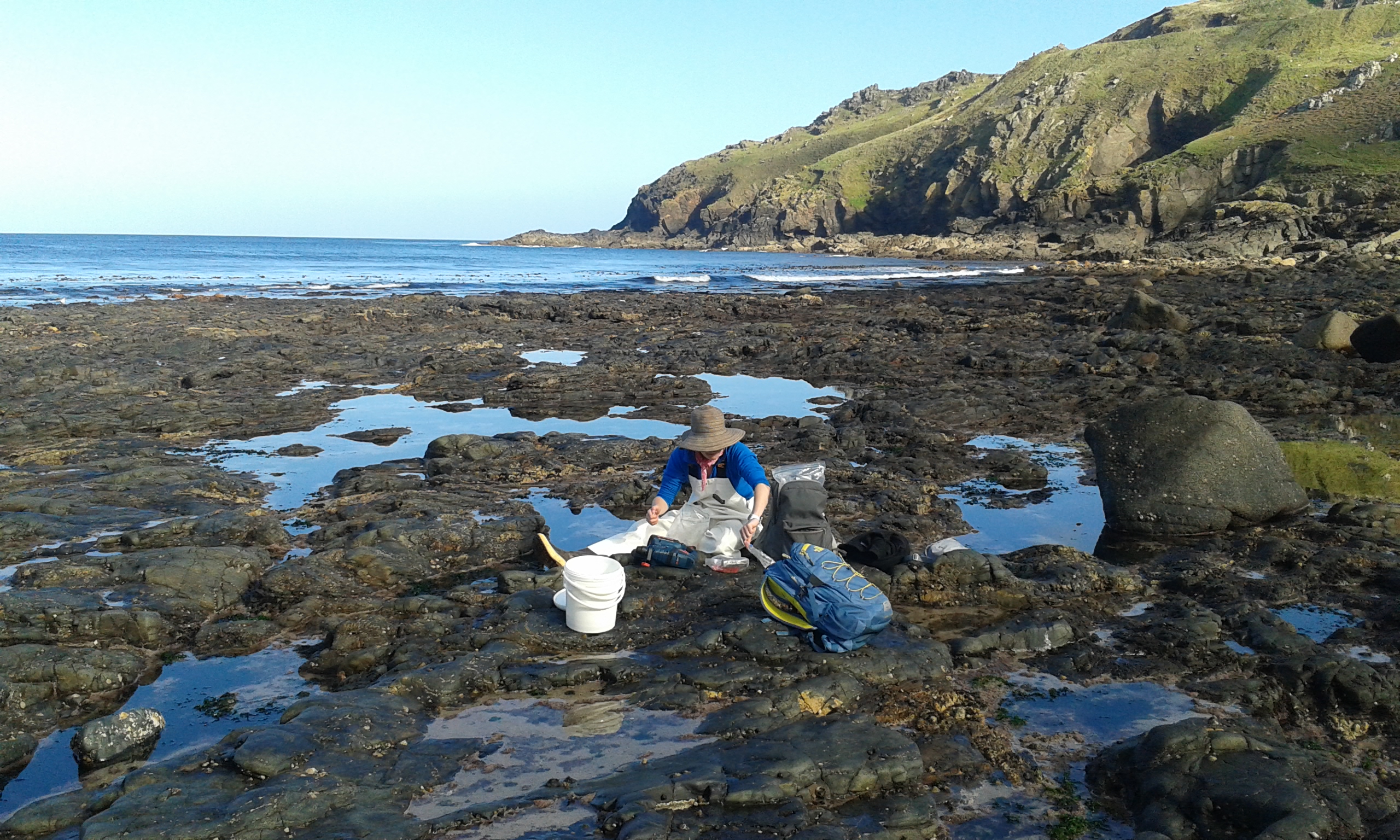 An introduction to rocky shore ecology – Richard Sims Research Website