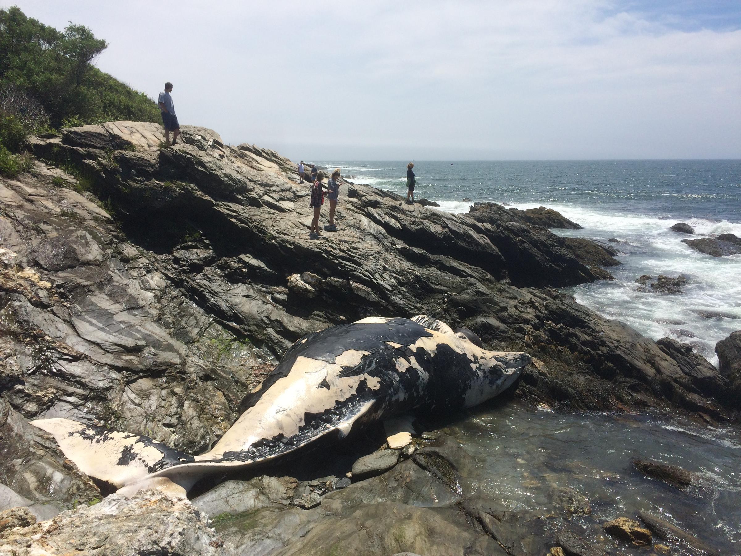 Visitors Flock To Jamestown To Catch A Glimpse Of Beached Whale ...