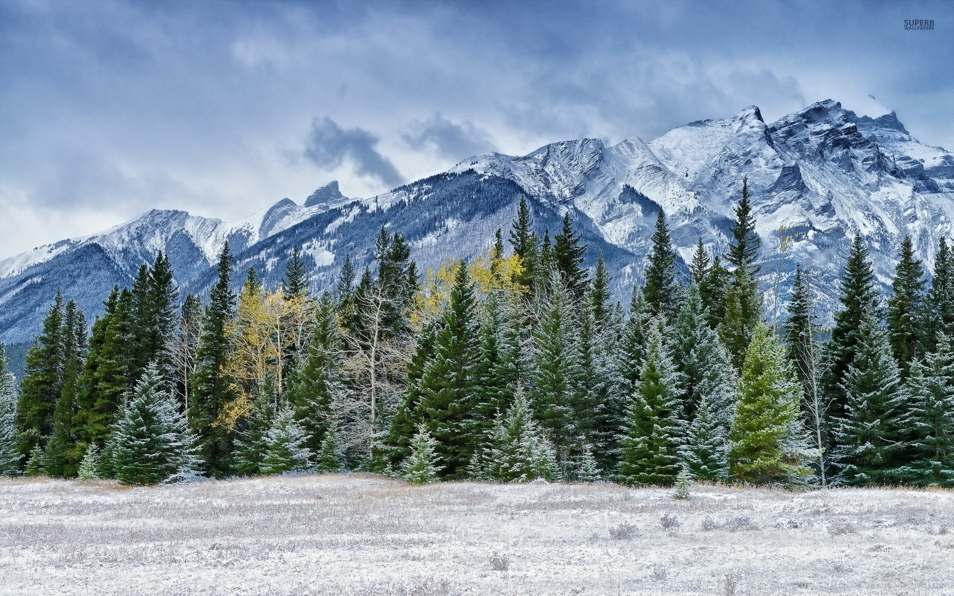 Snowy Pine Forest By The Rocky Mountains - WallDevil