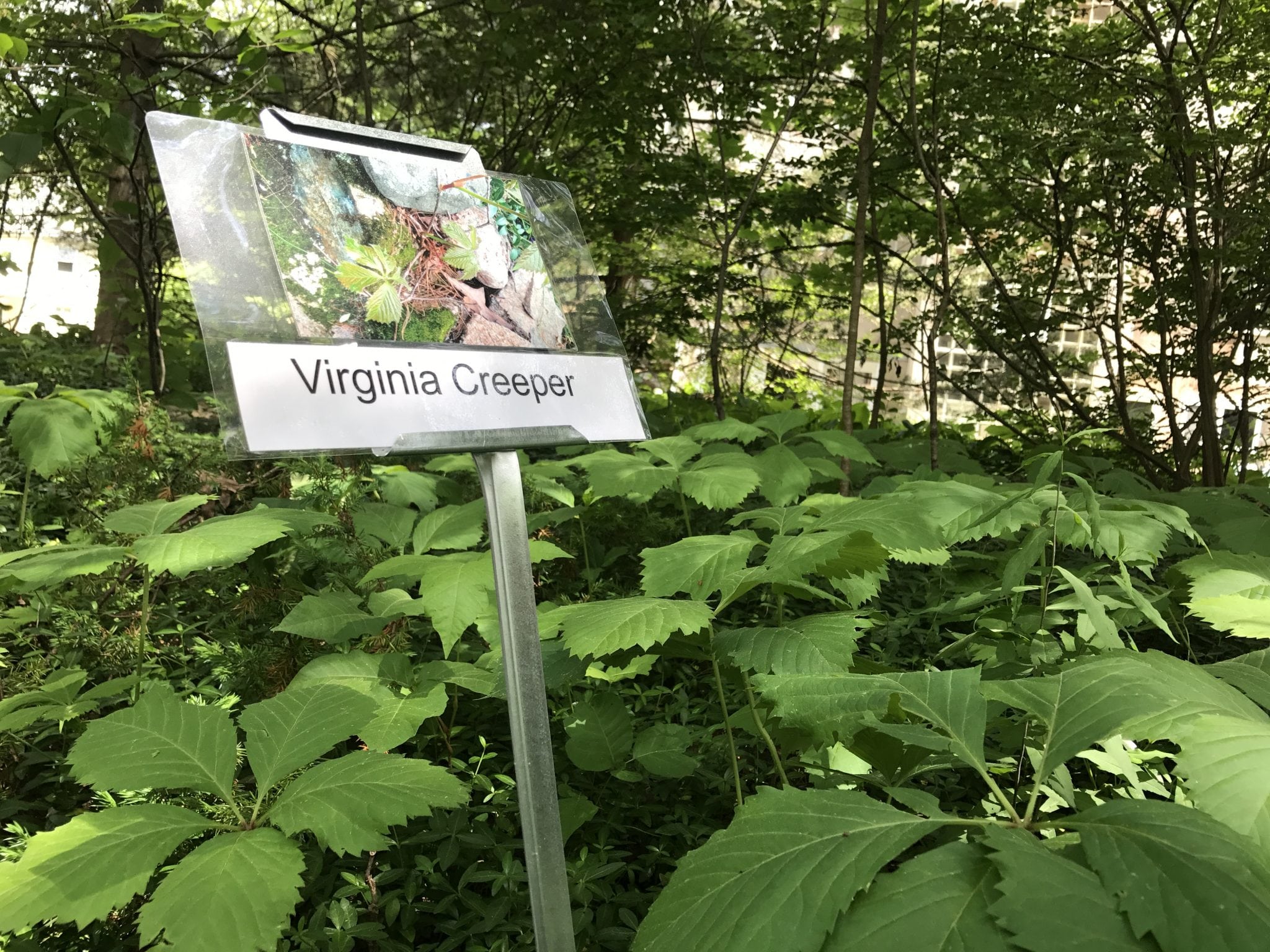Open Garden at Wellesley's Cronk's Rocky Woodland a hit | The ...