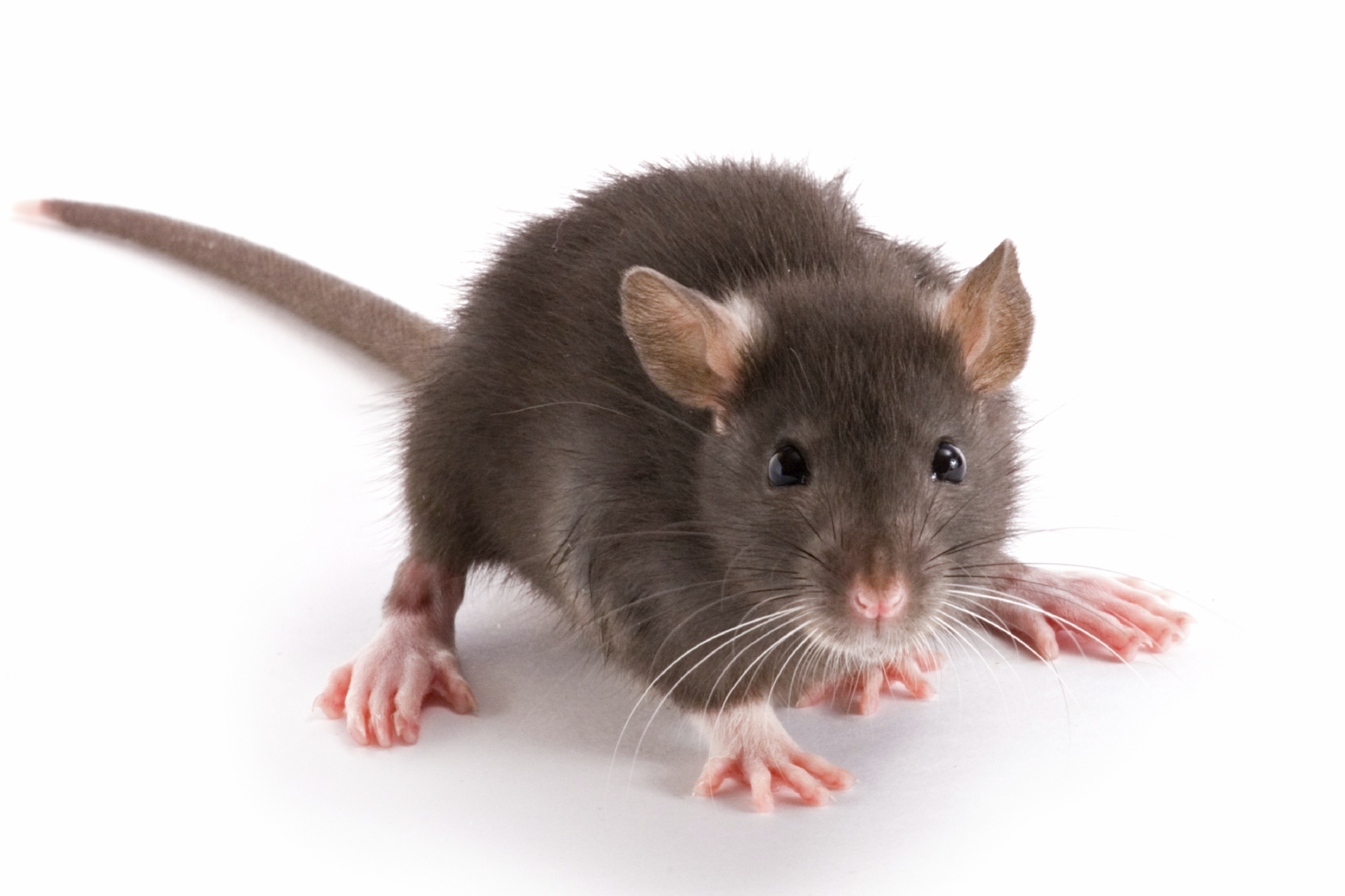 Rodent Management | INNOVATIVE PEST CONTROL