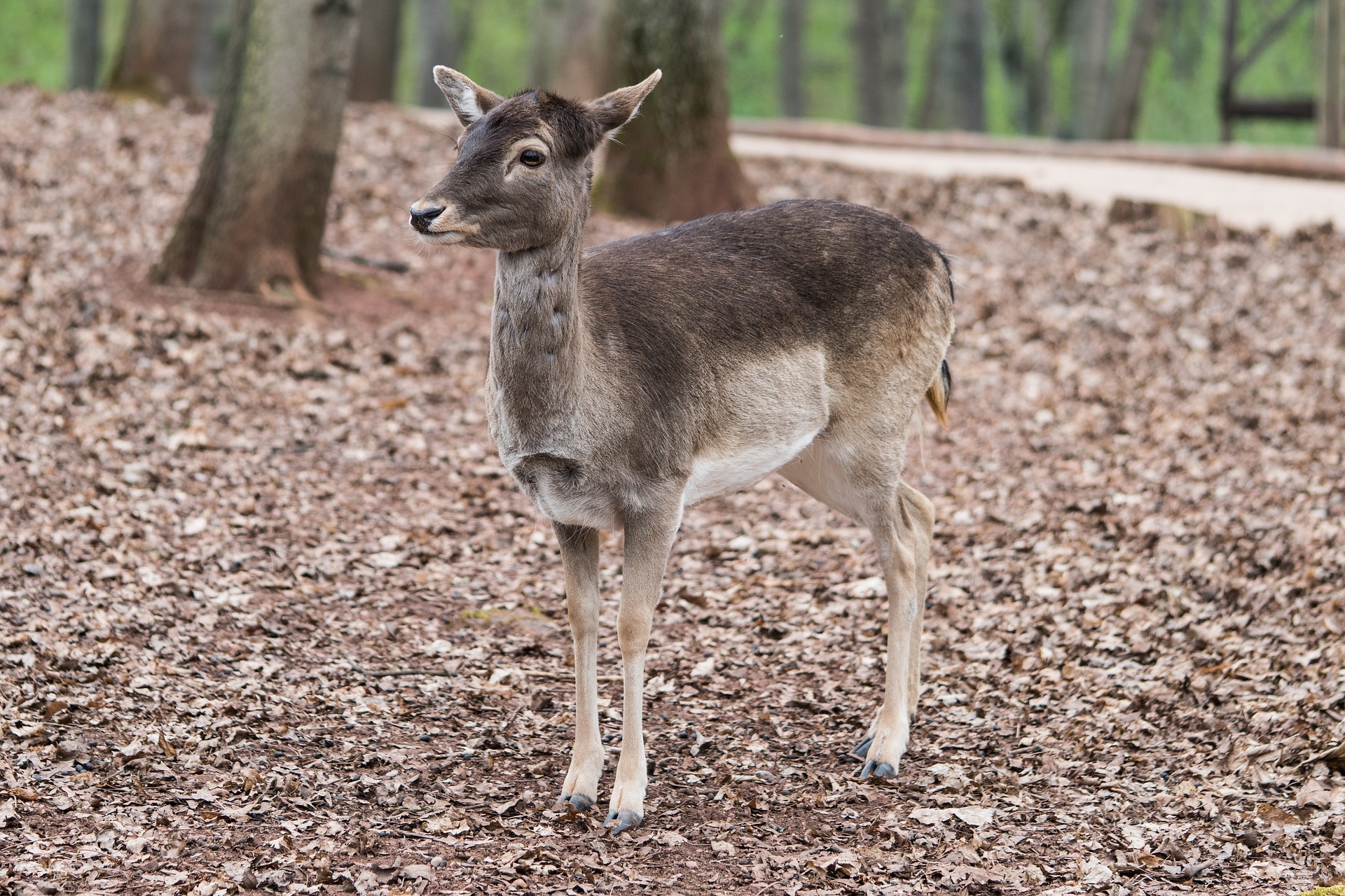 Roe deer photo