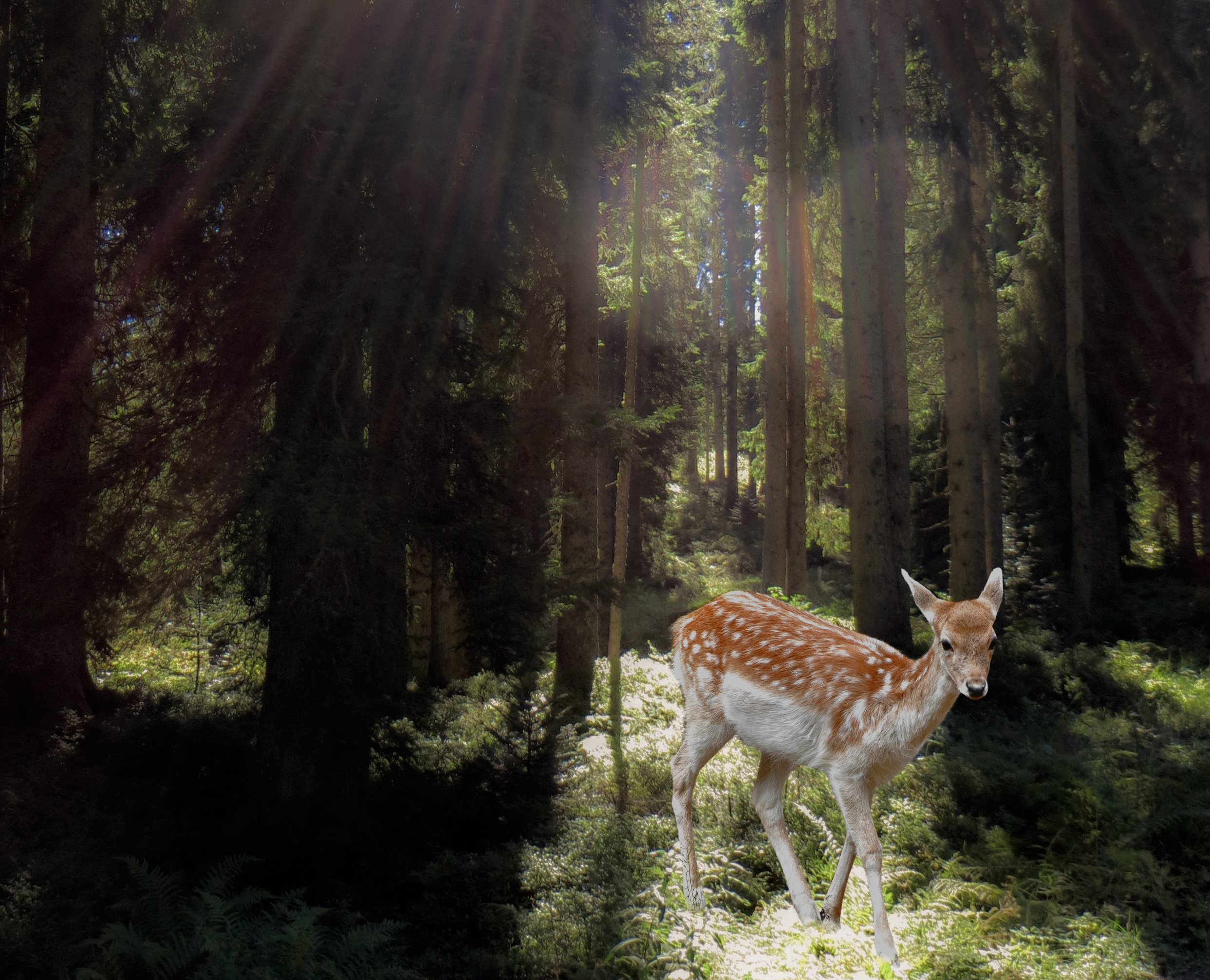 Roe Deer, Animal, Bunch, Deer, Forest, HQ Photo