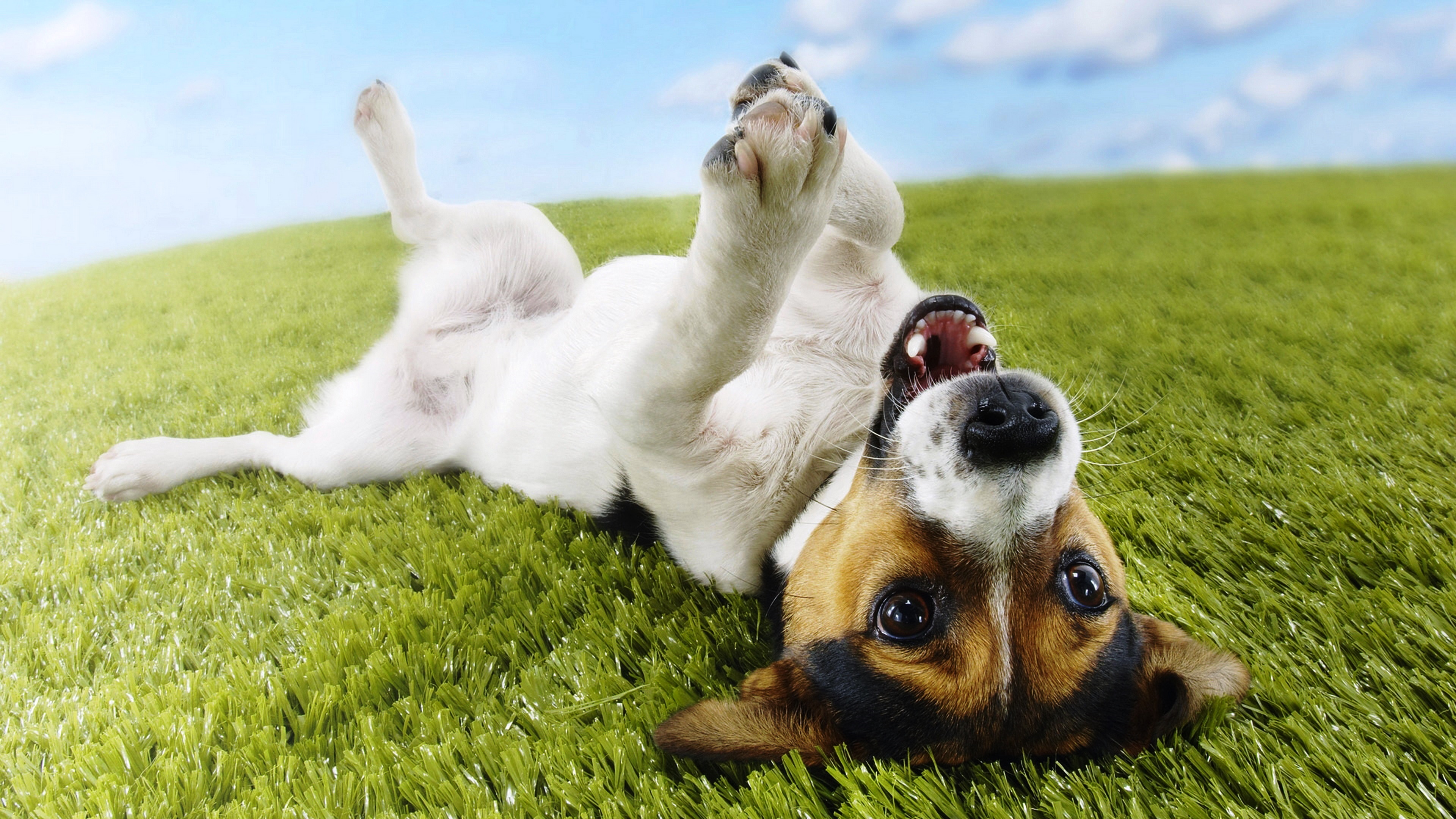 cute dog rolling on grass HD - Download Hd cute dog rolling on grass ...