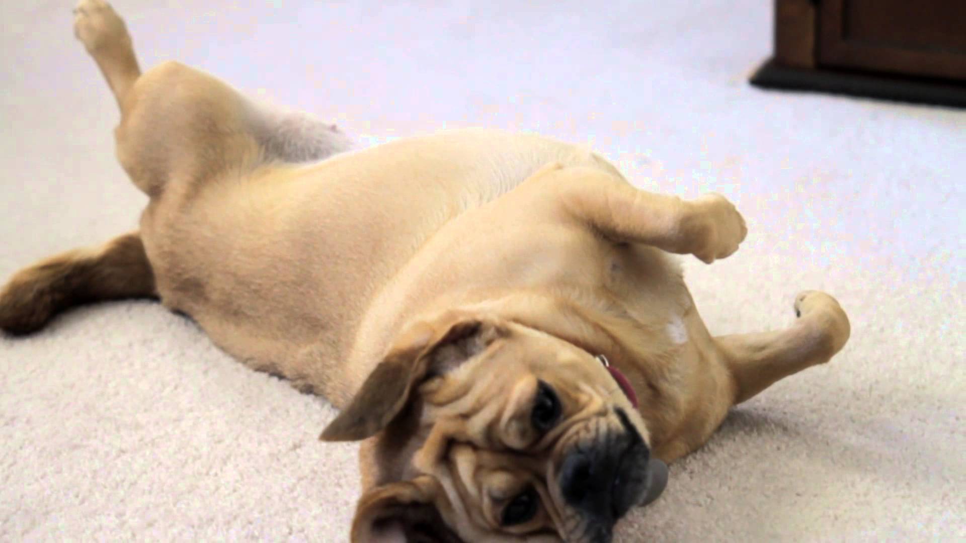 crazy puggle rolling on carpet - YouTube