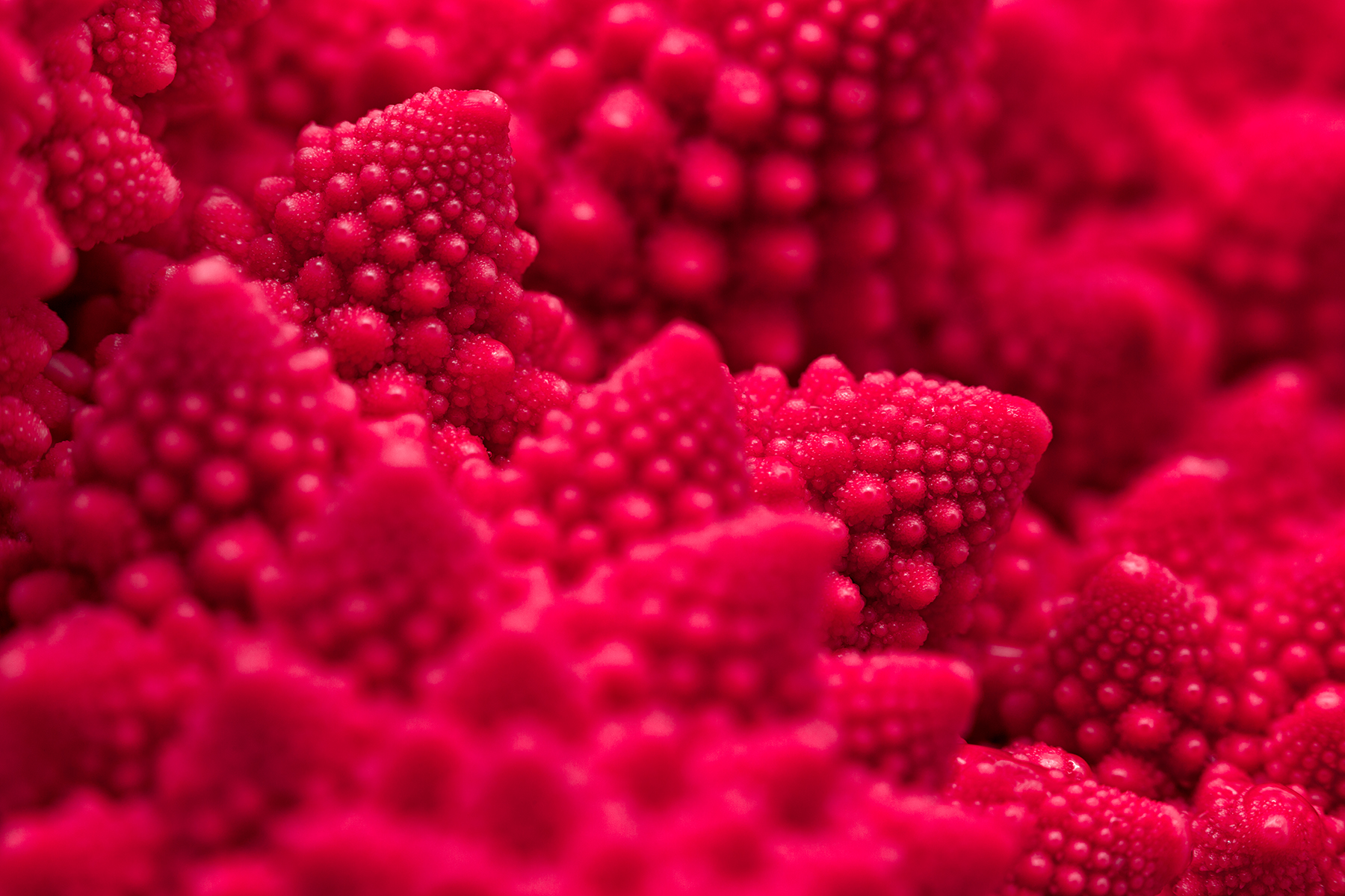 Romanesco broccoli - raspberry pink hdr photo
