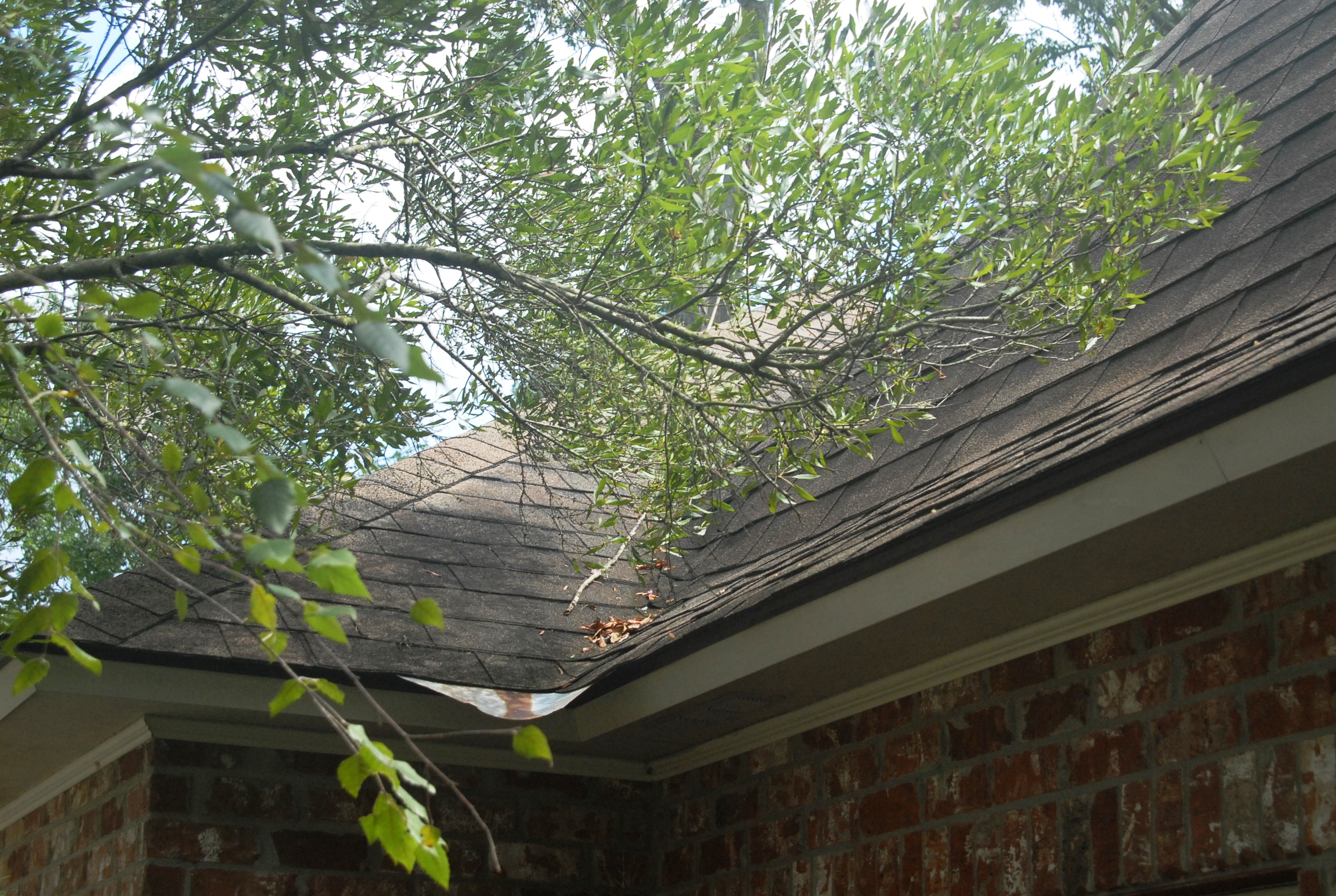 Keep trees, branches off roofs - LSU AgCenter