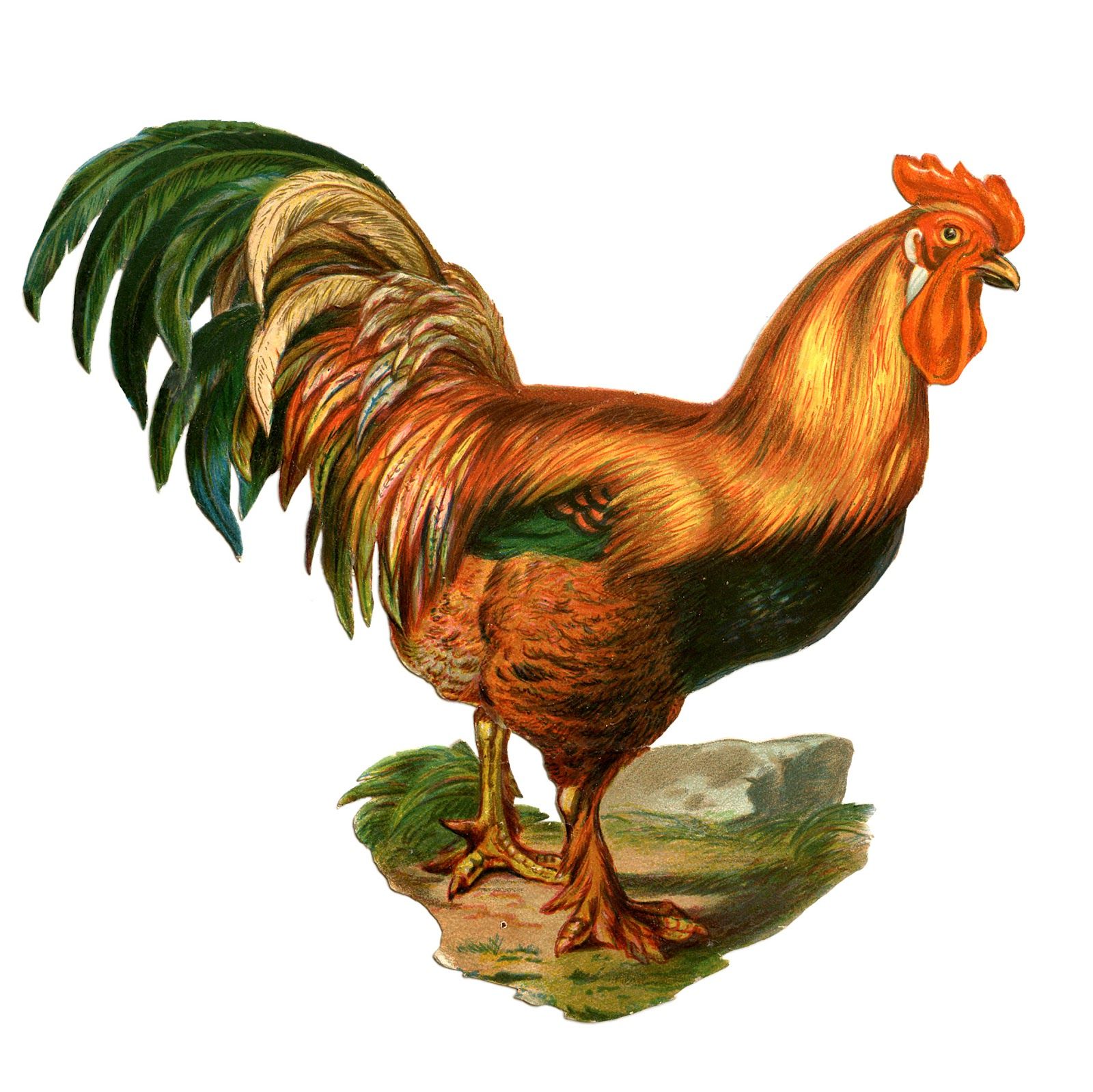 Farm Clip Art - Colorful Rooster | Graphics fairy, Clip art and Graphics