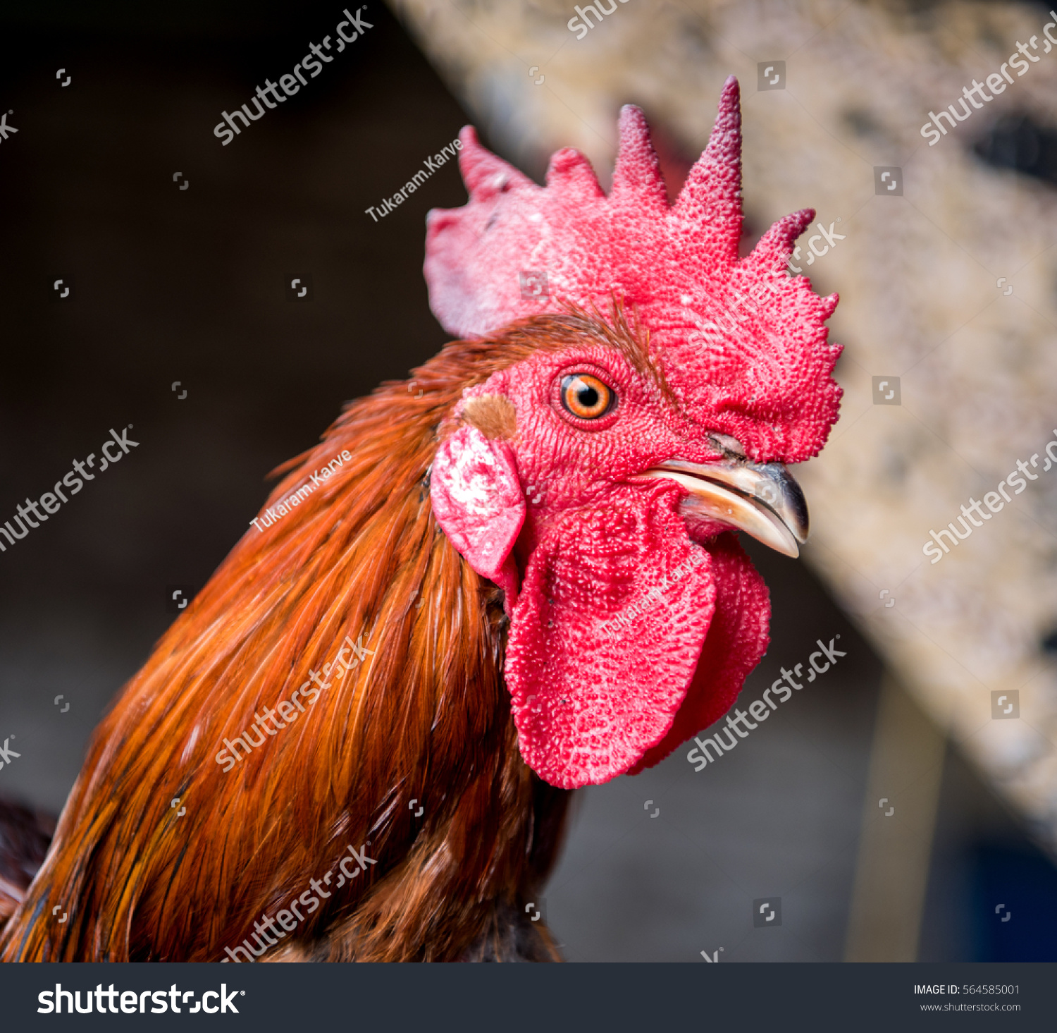 Red Rooster Closeup Poultry Farm Rural Stock Photo 564585001 ...