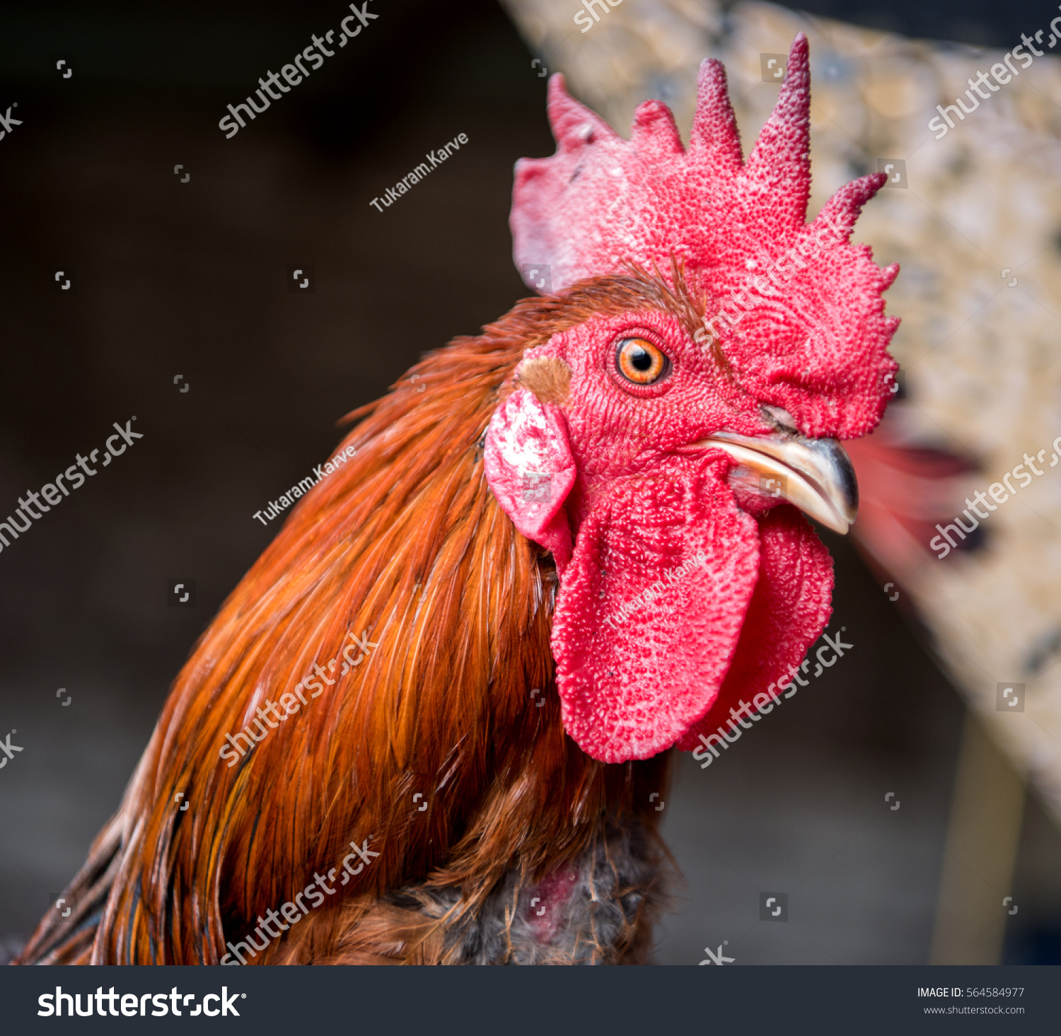 Red Rooster Closeup Poultry Farm Rural Stock Photo 564584977 ...