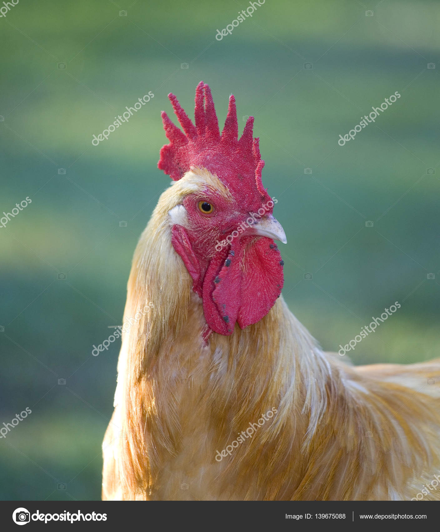 Chicken rooster closeup — Stock Photo © gsagi #139675088