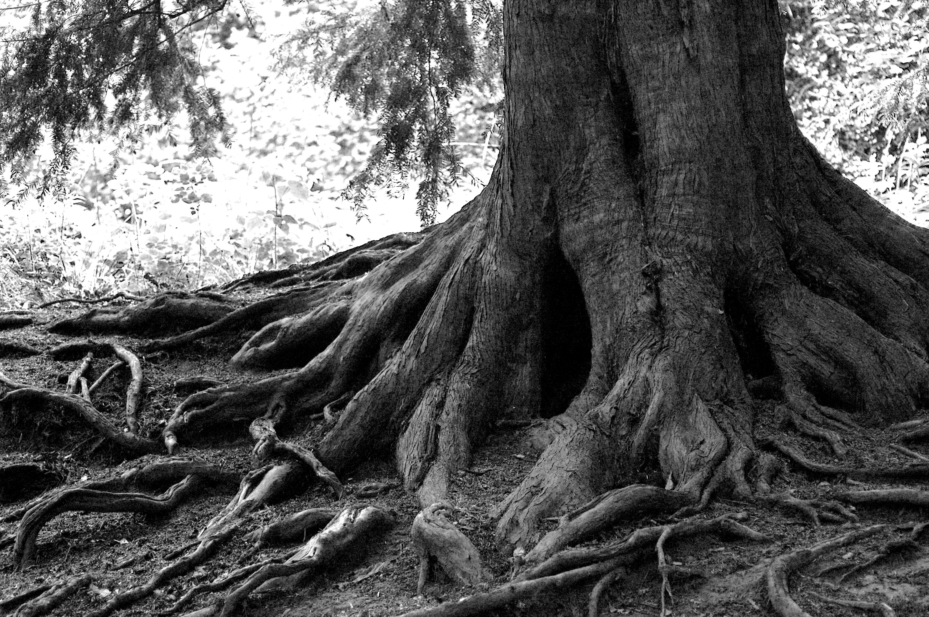 Jonathan Sloman - Tree roots