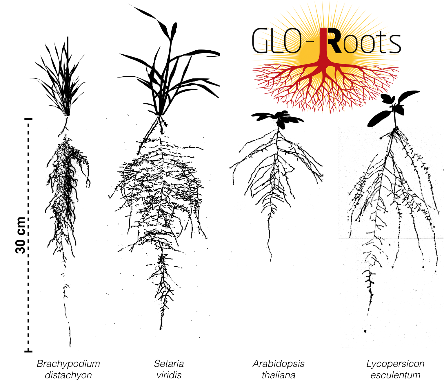 GLO-Roots – Dinneny lab