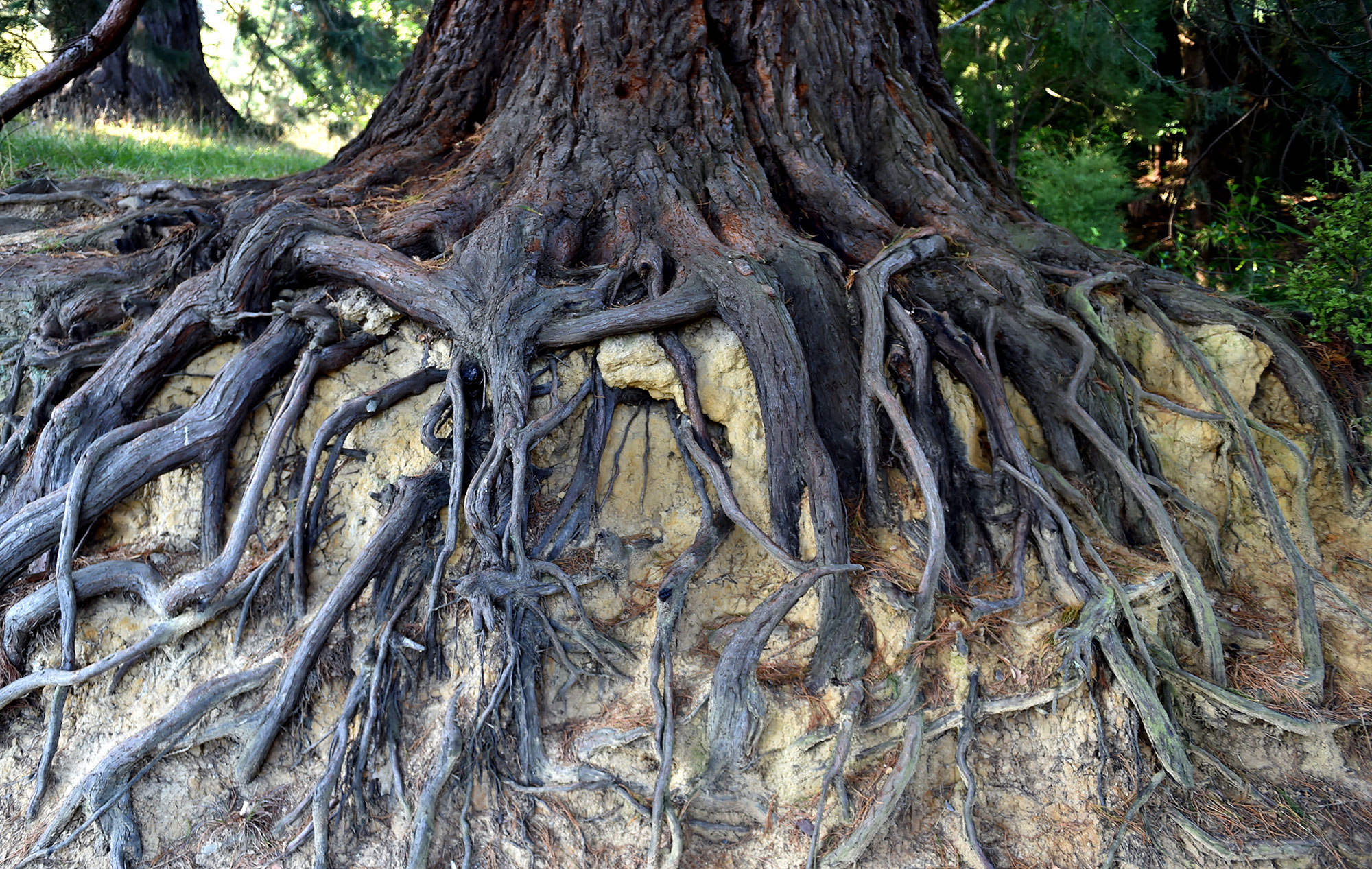 The Root of it All - Dunedin Botanic Garden