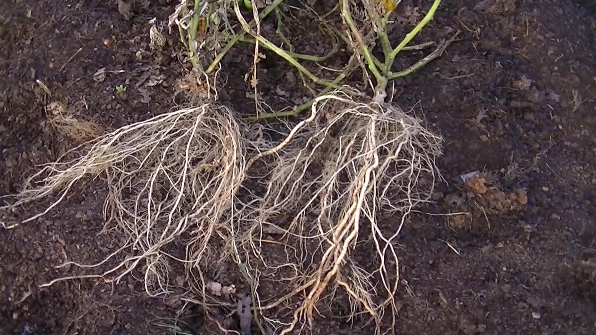 Compost Leaves showing Tomatoes Roots after growing in . Part 3 ...