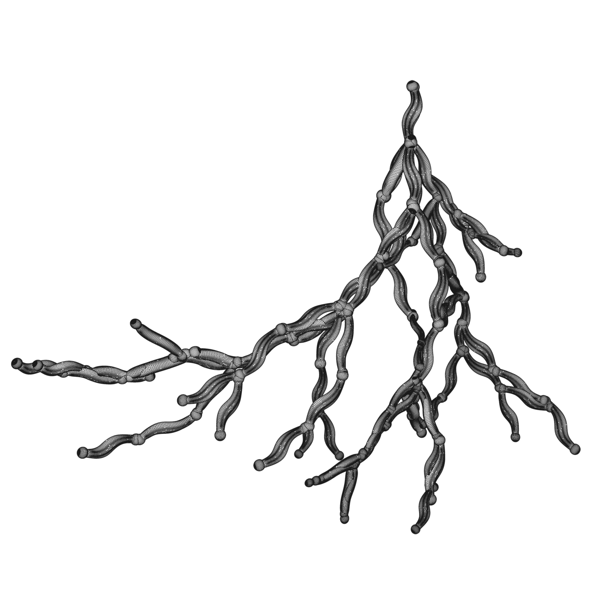 Roots | Primitiva