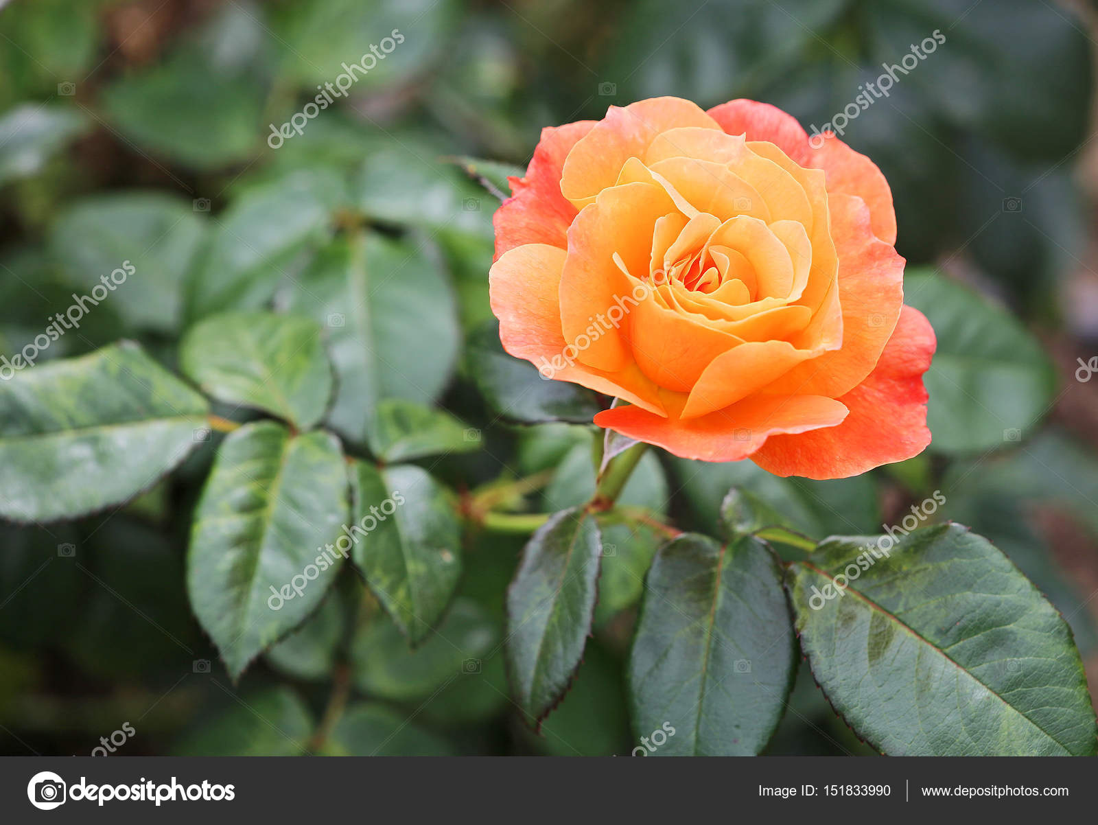 fiore rosa arancione — Foto Stock © kojoty #151833990